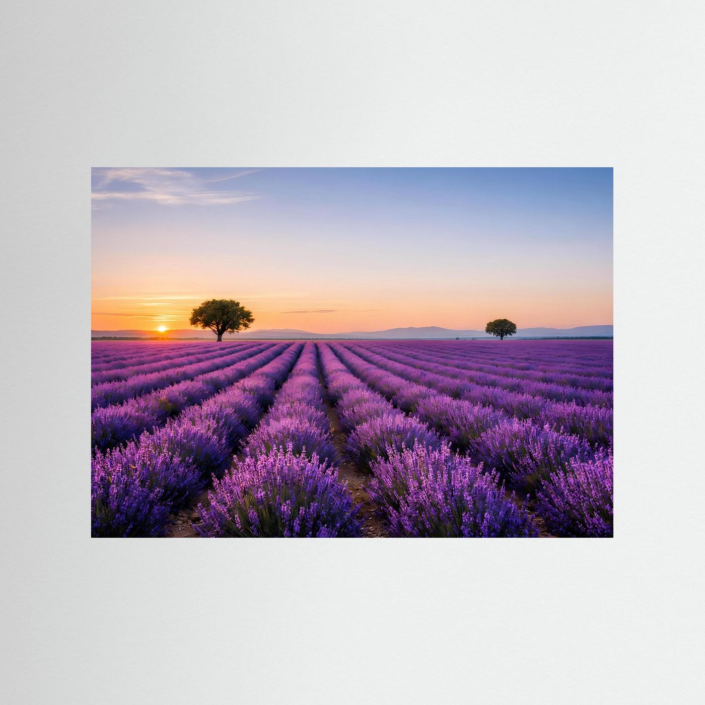 Lavendel-Panorama-Poster im Querformat, lila Lavendelfeld bei Sonnenuntergang