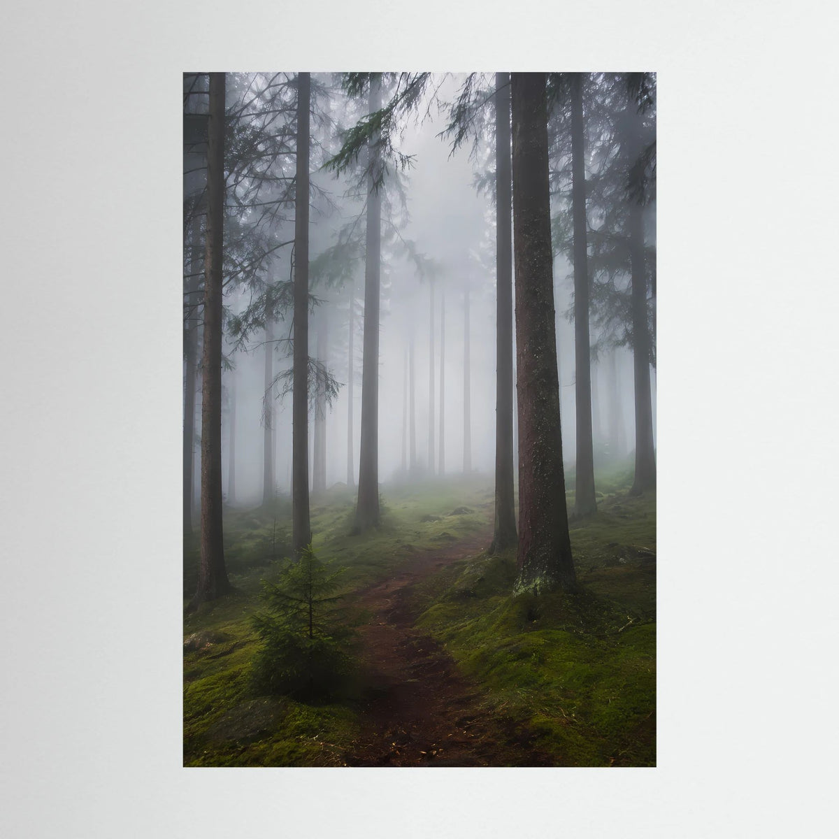Hochformat-Poster mit nebligem Waldweg zwischen hohen Tannen