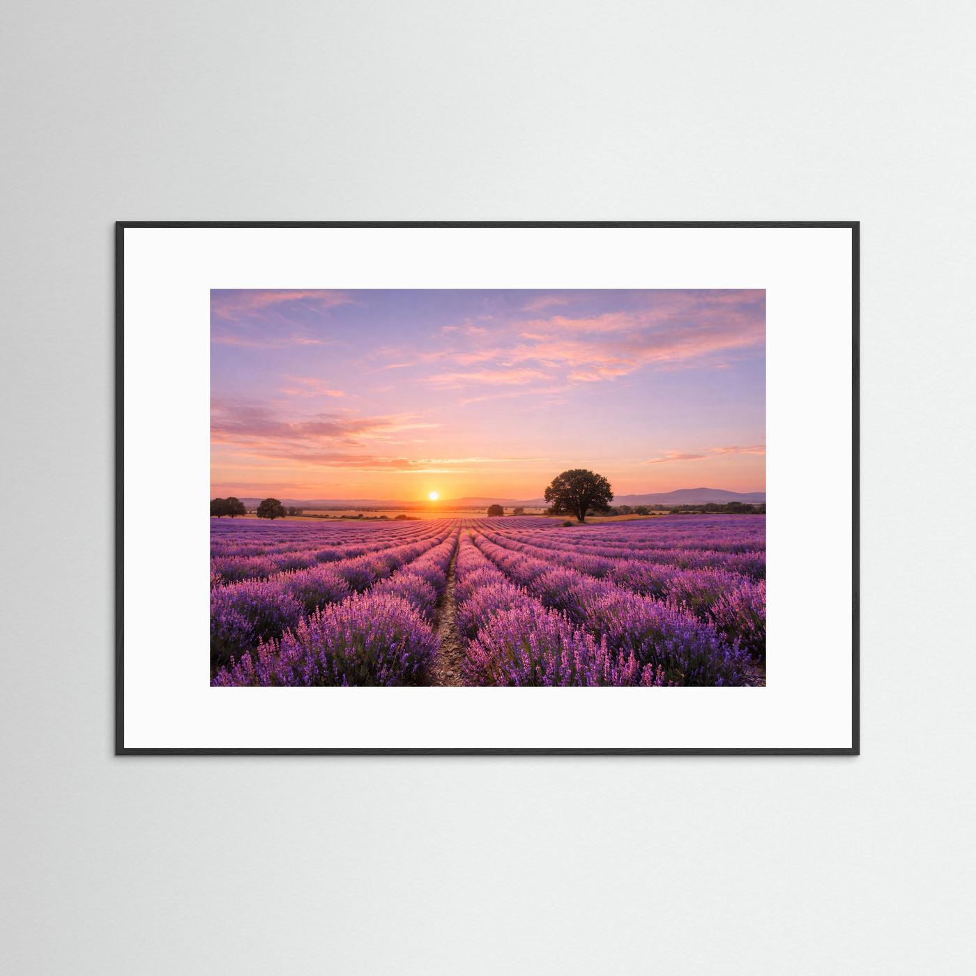 Naturposter im schwarzen Rahmen mit weißem Rand: Lavendelfeld bei Sonnenuntergang