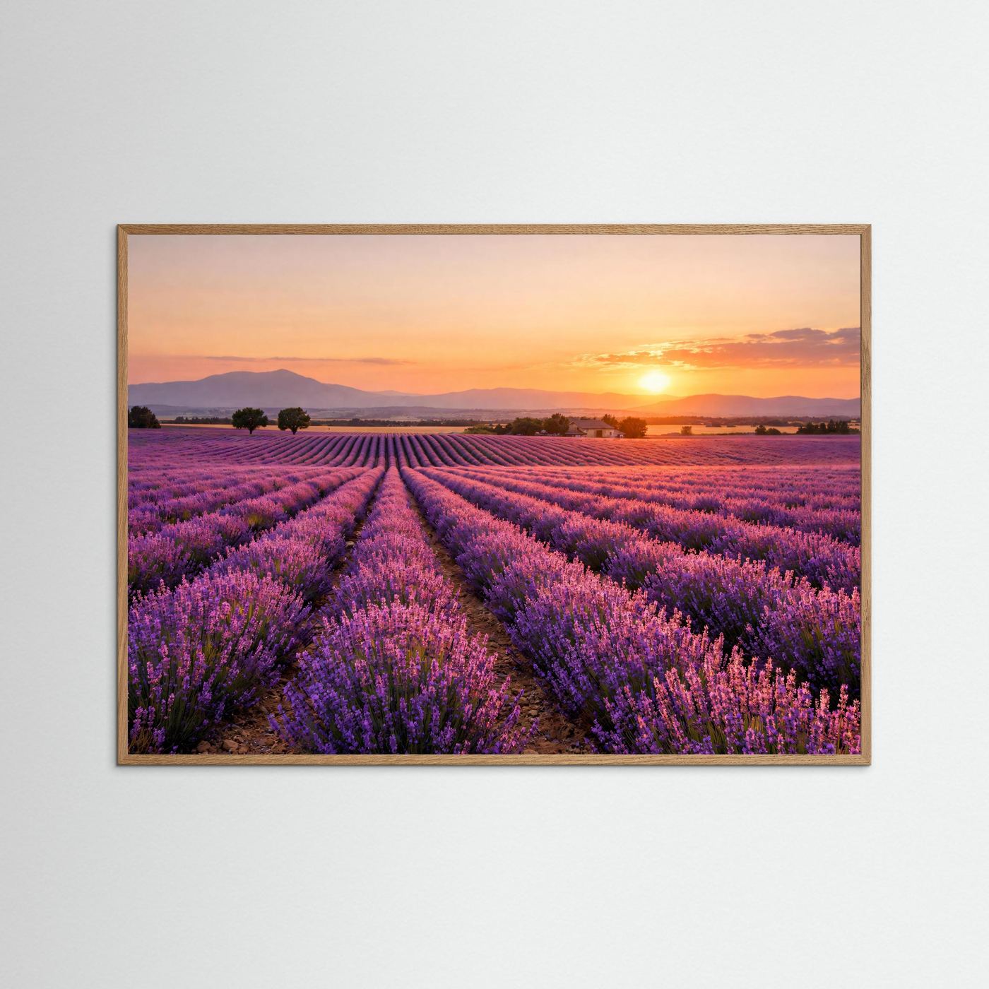 Lavendelfeld-Poster im Querformat mit hellem Eichenrahmen, Abendsonne über Lila Feldern