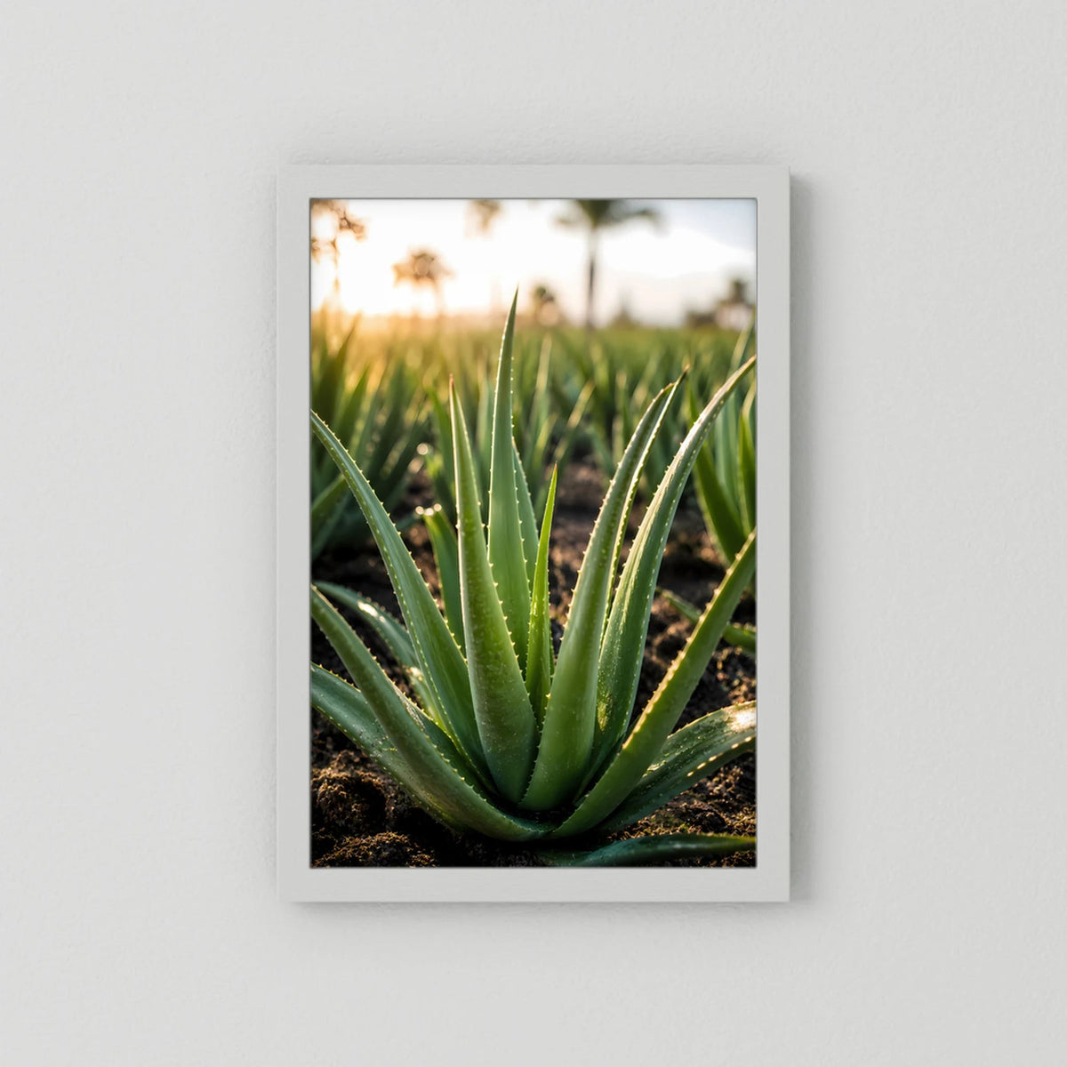 Poster mit Aloe Vera, grünblättrige Sukkulente, weißer Rahmen