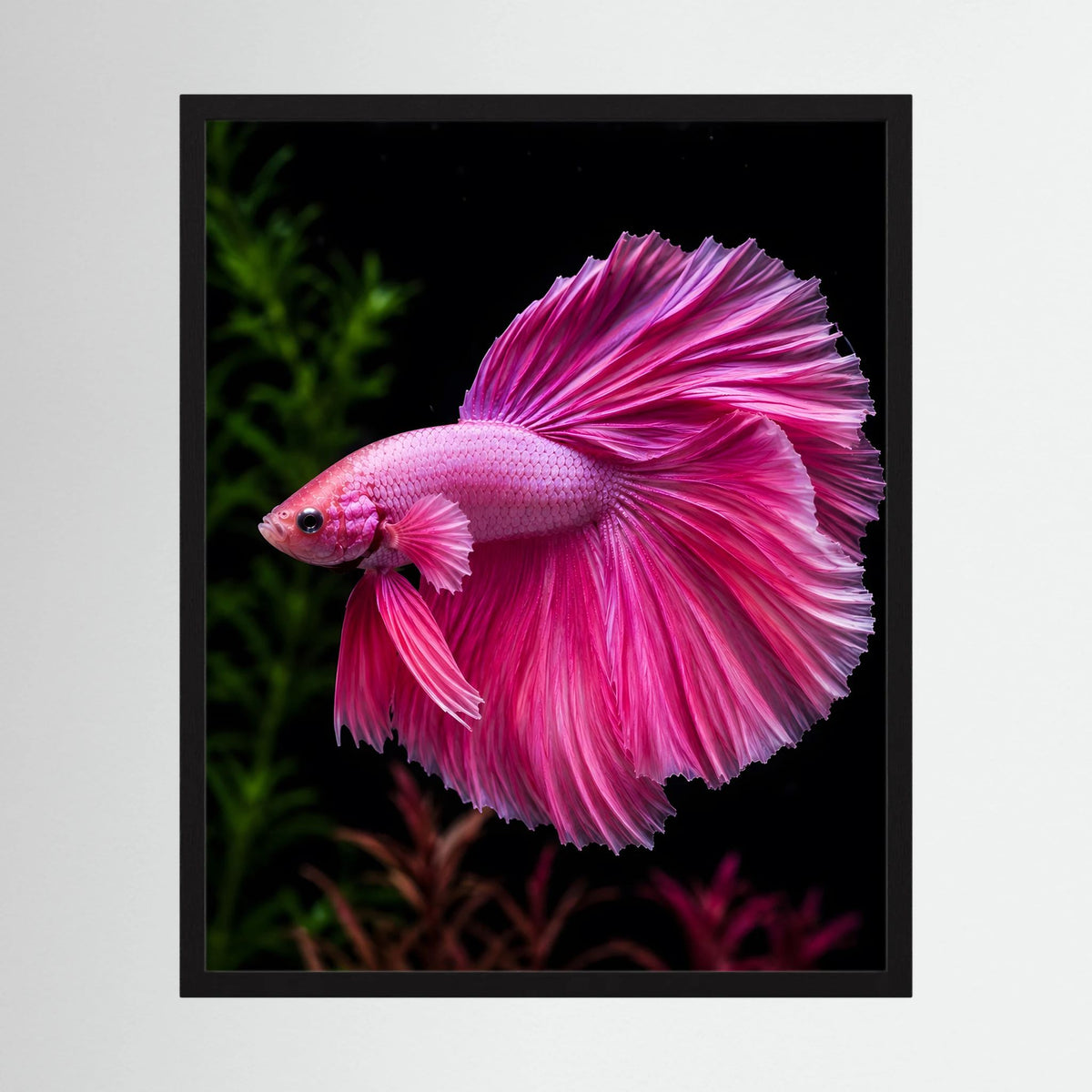 Tierposter im Hochformat: rosa Betta mit magenta Flossen, Kopf nach links
