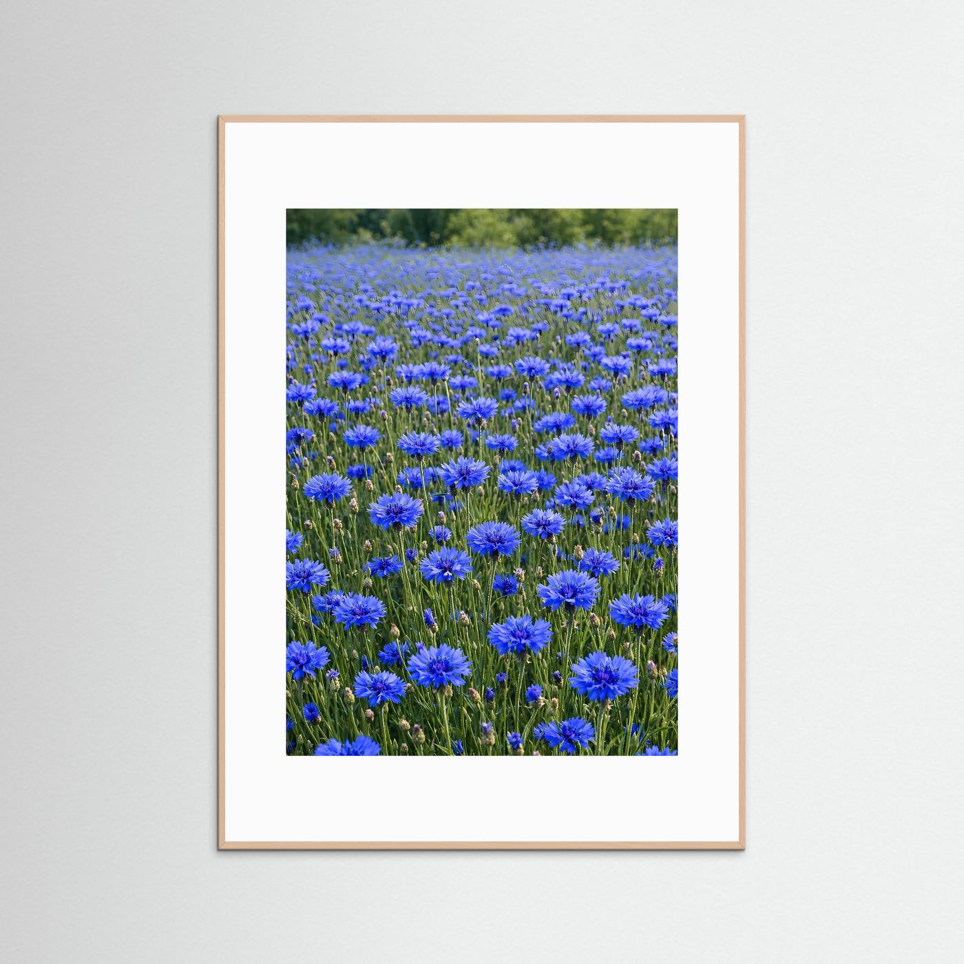 Leinwandbild: blaues Kornblumenfeld, weißes Passepartout, weißer Holzrahmen