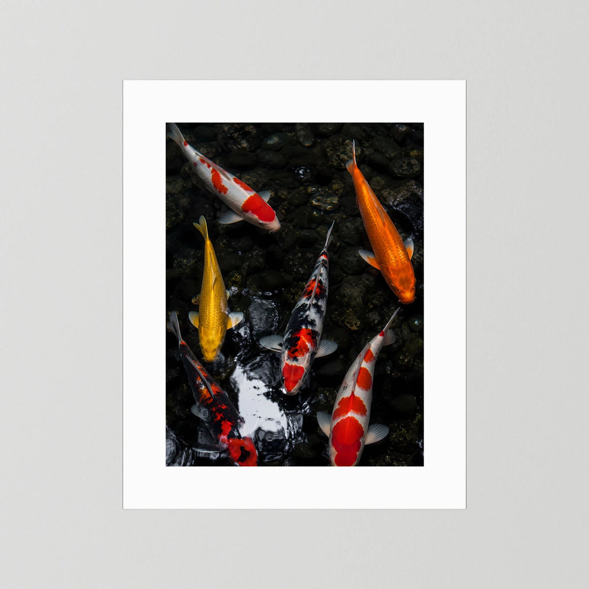 Poster mit Koi-Fischen im dunklen Teich, hochkant, weiß gerahmter Druck