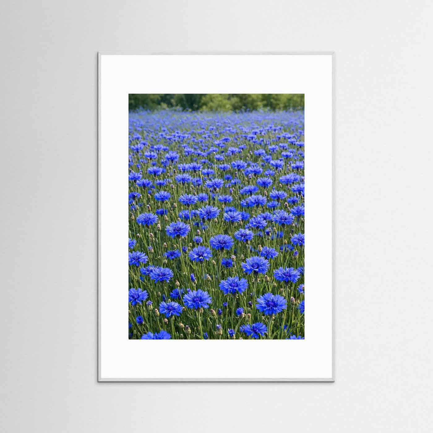 Leinwandbild: blaues Kornblumenfeld, weißes Passepartout, grauer Holzrahmen