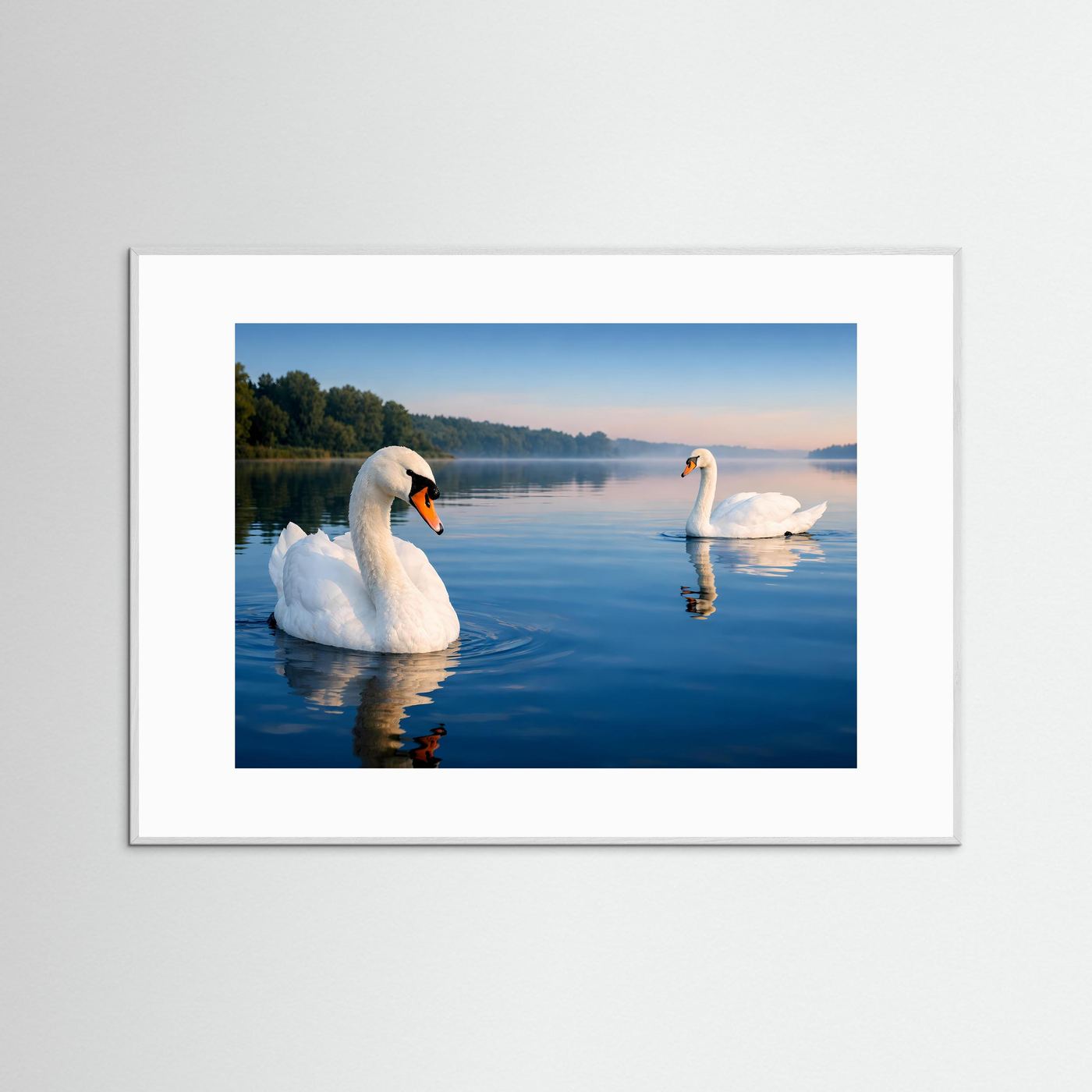 Poster mit zwei weißen Schwänen auf stillem See, Spiegelung im Wasser, weißer Rand im Holzrahmen