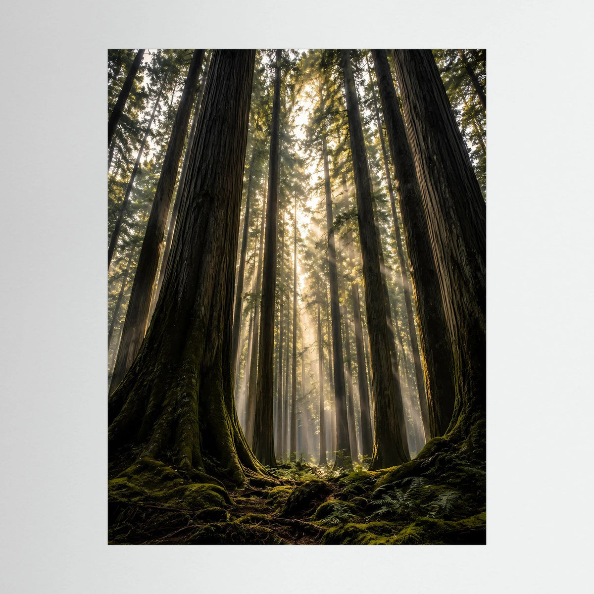 Nahansicht-Poster: Redwood-Wald mit Sonnenstrahlen zwischen hohen Baumstämmen, schwarzer Rahmen.