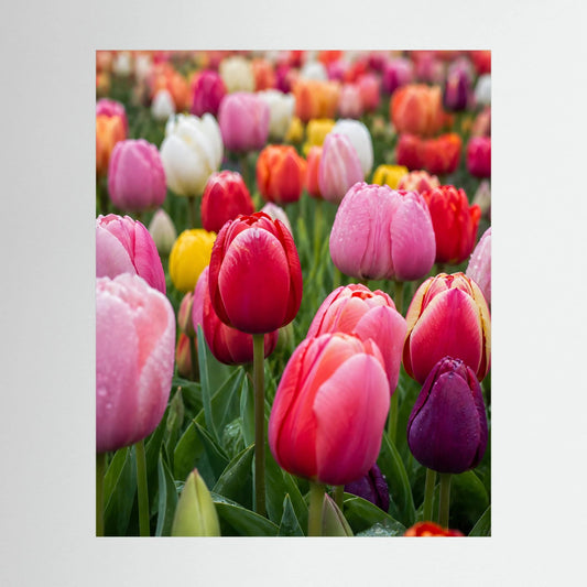 Hochformatiges Tulpenfeld-Poster mit rosa, roten, gelben und weißen Tulpenblüten