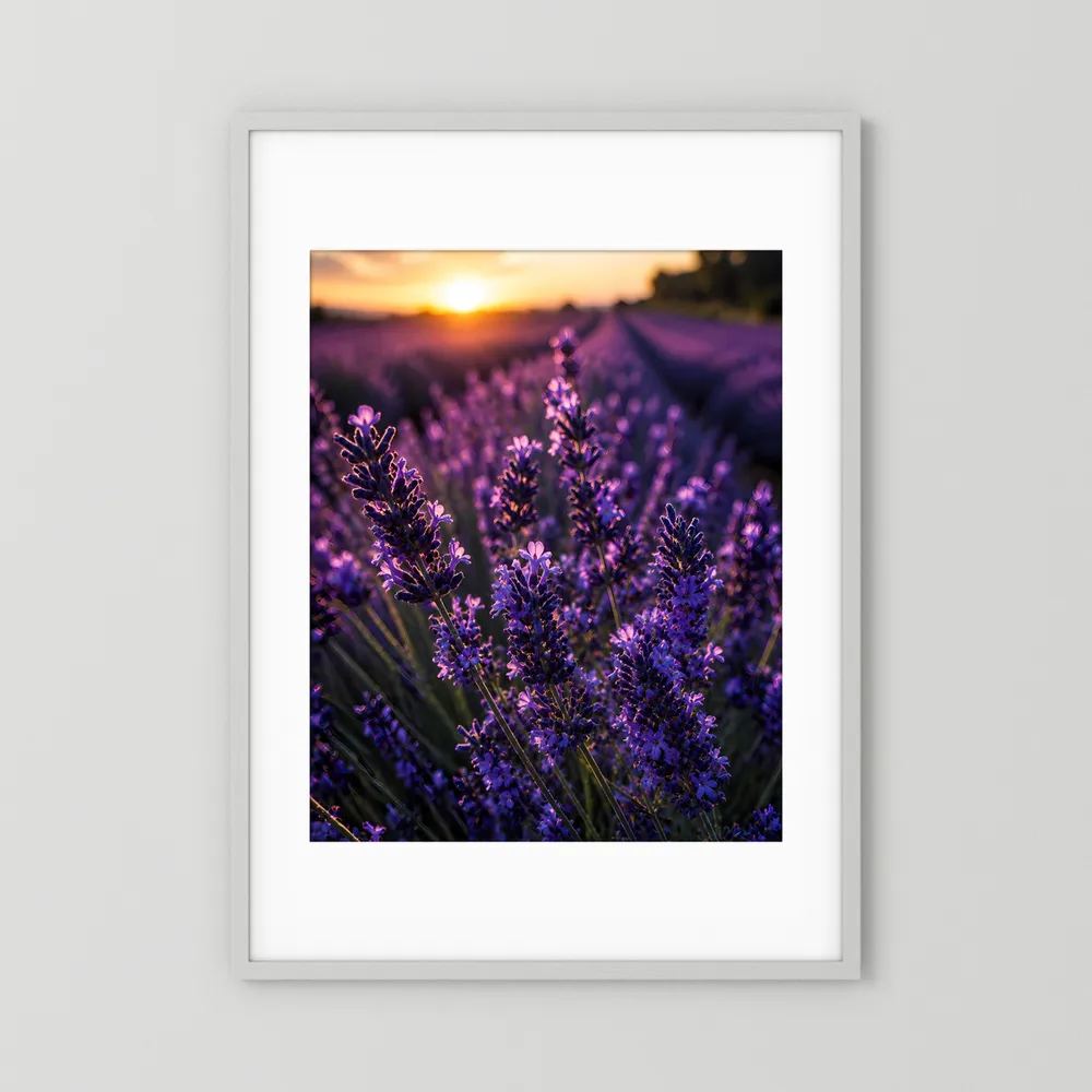 Lavendel-Poster mit violetten Blüten im Abendlicht, im weißen Rahmen mit weißem Rand