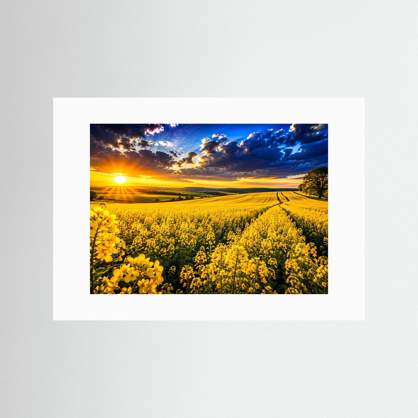 Querformat-Poster mit weißem Passepartout: Rapsfeld bei Sonnenuntergang, gelbe Blüten