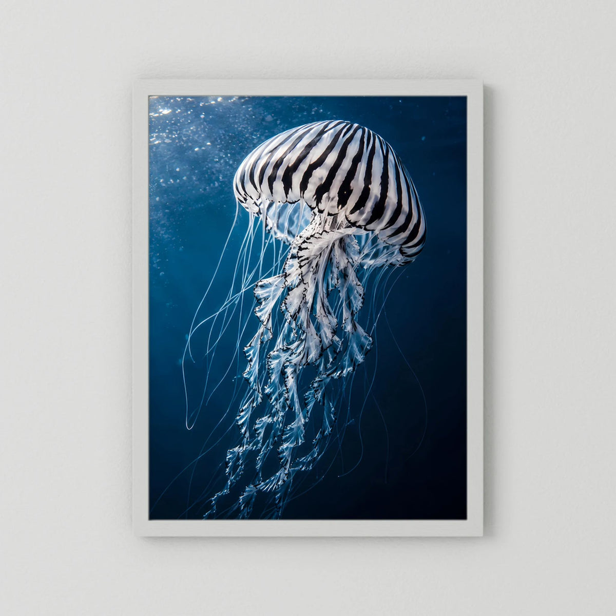 Poster mit Qualle im Blau, weiß hinterlegt