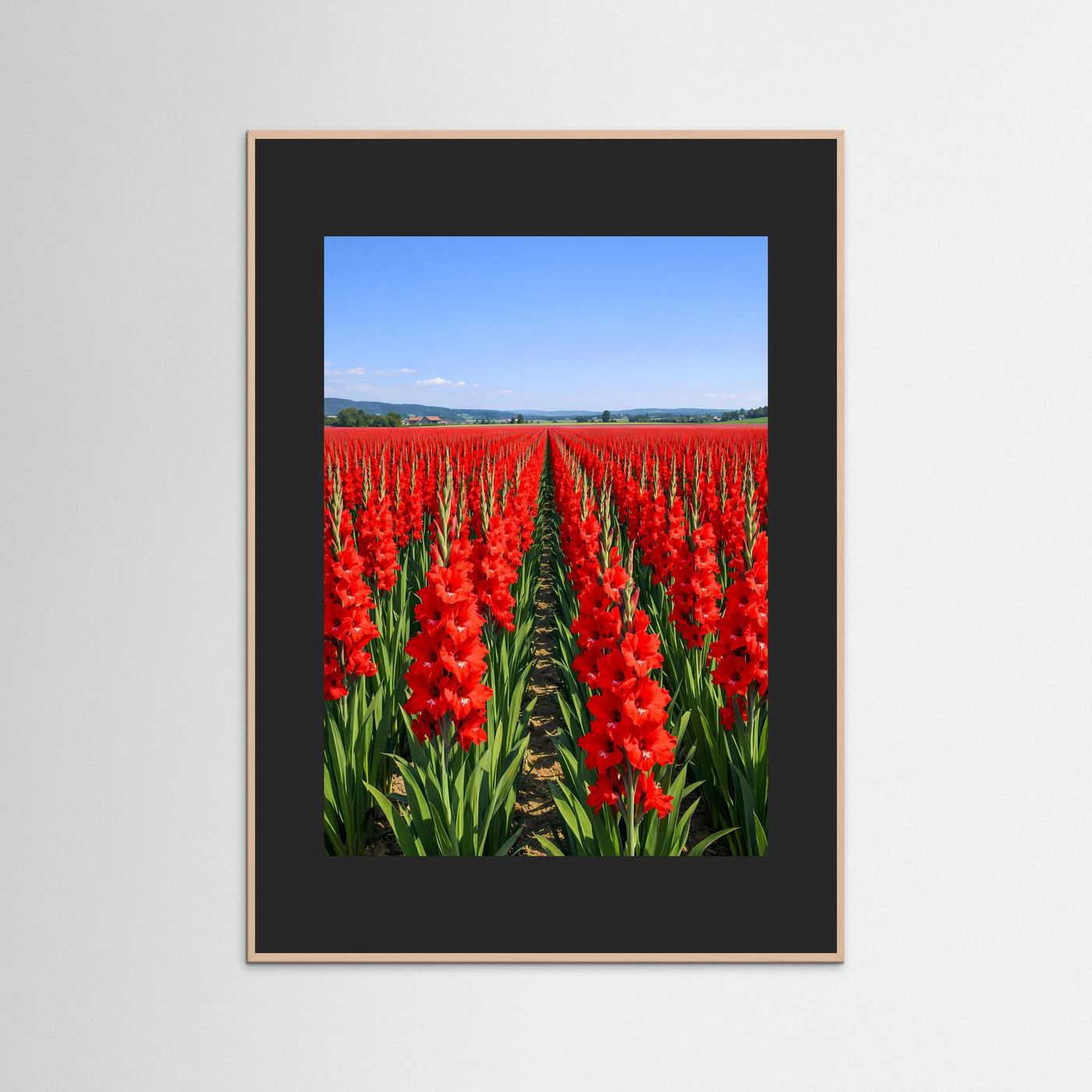 Wandbild-Poster mit roten Gladiolen im Feld, schwarzer Rahmen und dunkler Rand