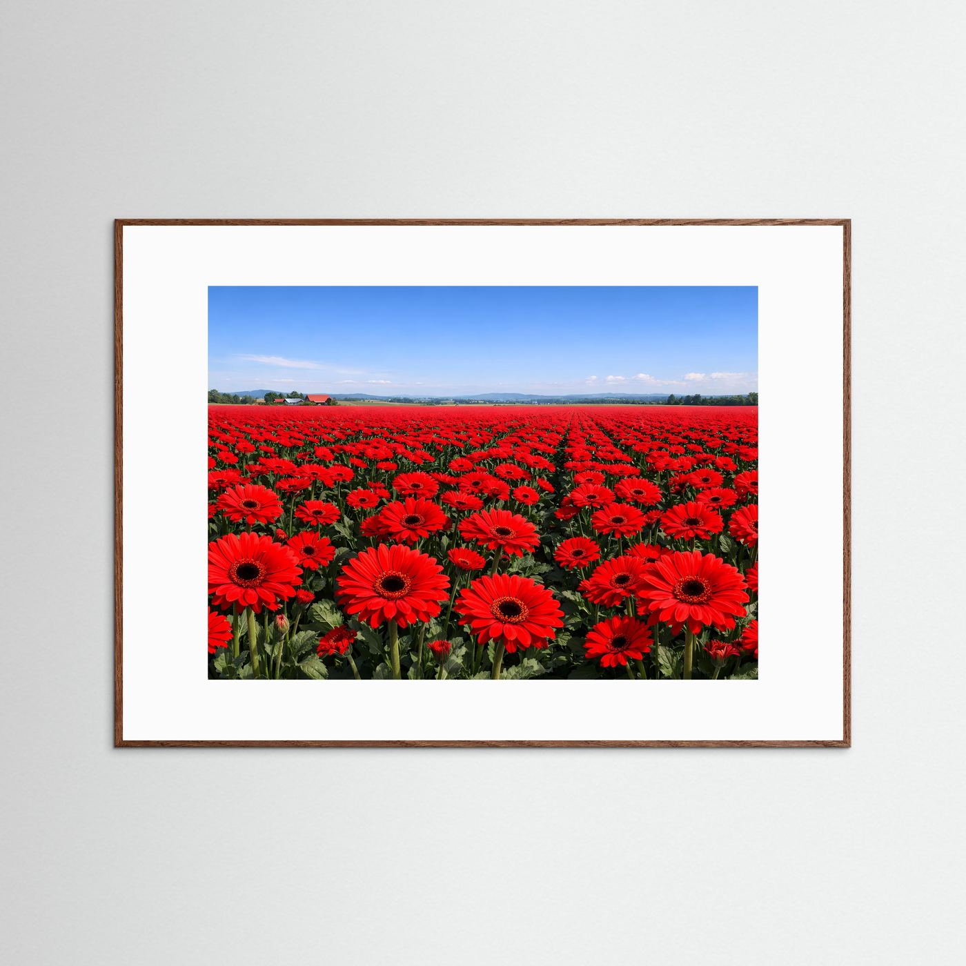 Endloses Rotes Gerbera Blumenfeld | Idyllische Landschaft & Natur Poster Querformat