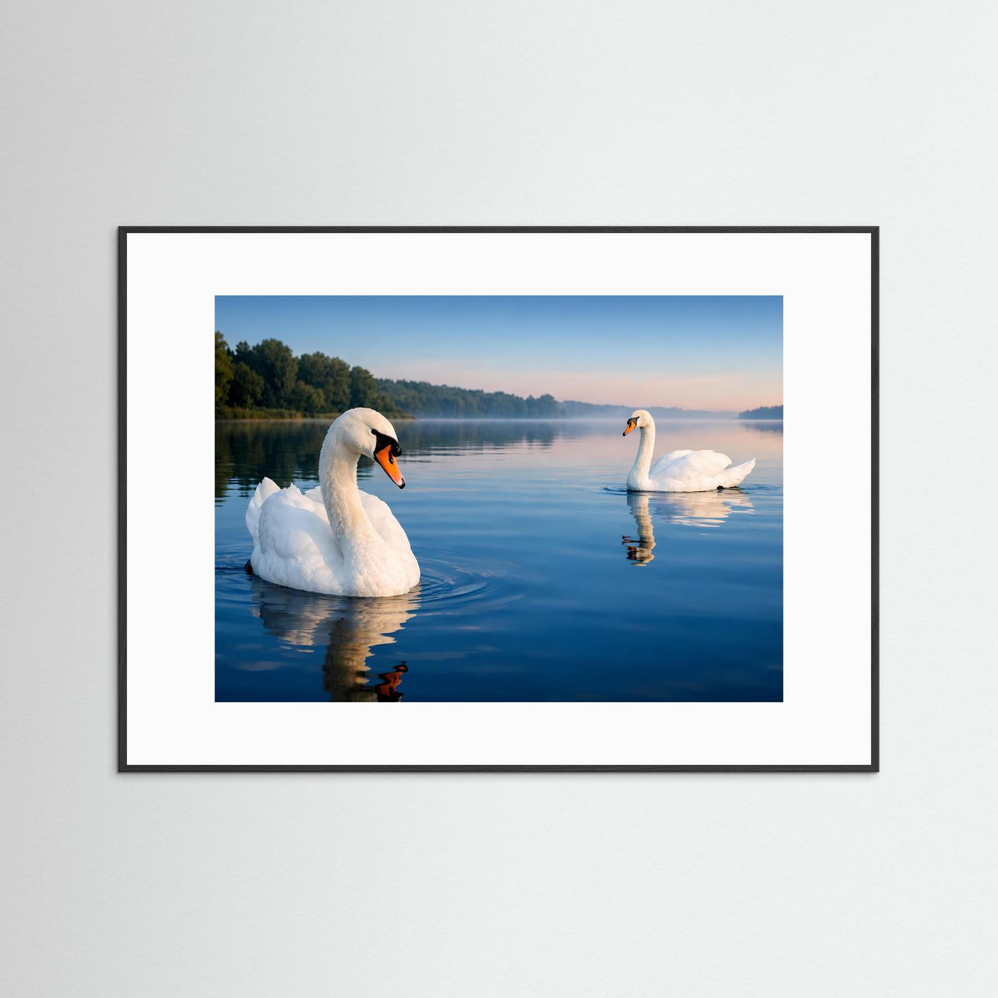 Poster mit zwei weißen Schwänen auf stillem See, Spiegelung im Wasser, schwarzer Rahmen