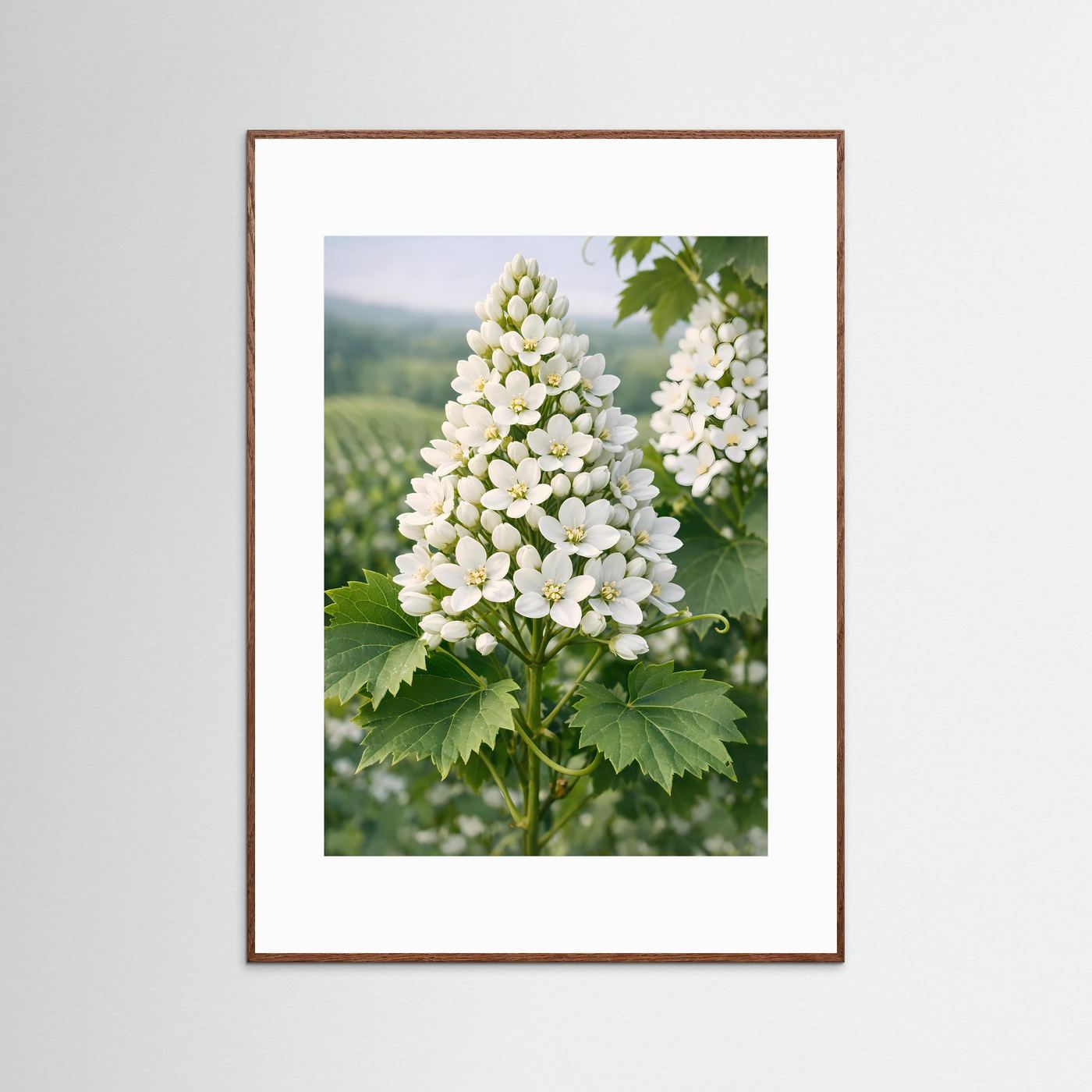 Botanisches Poster im Hochformat mit weißen Blütenständen und grünen Blättern, brauner Rahmen