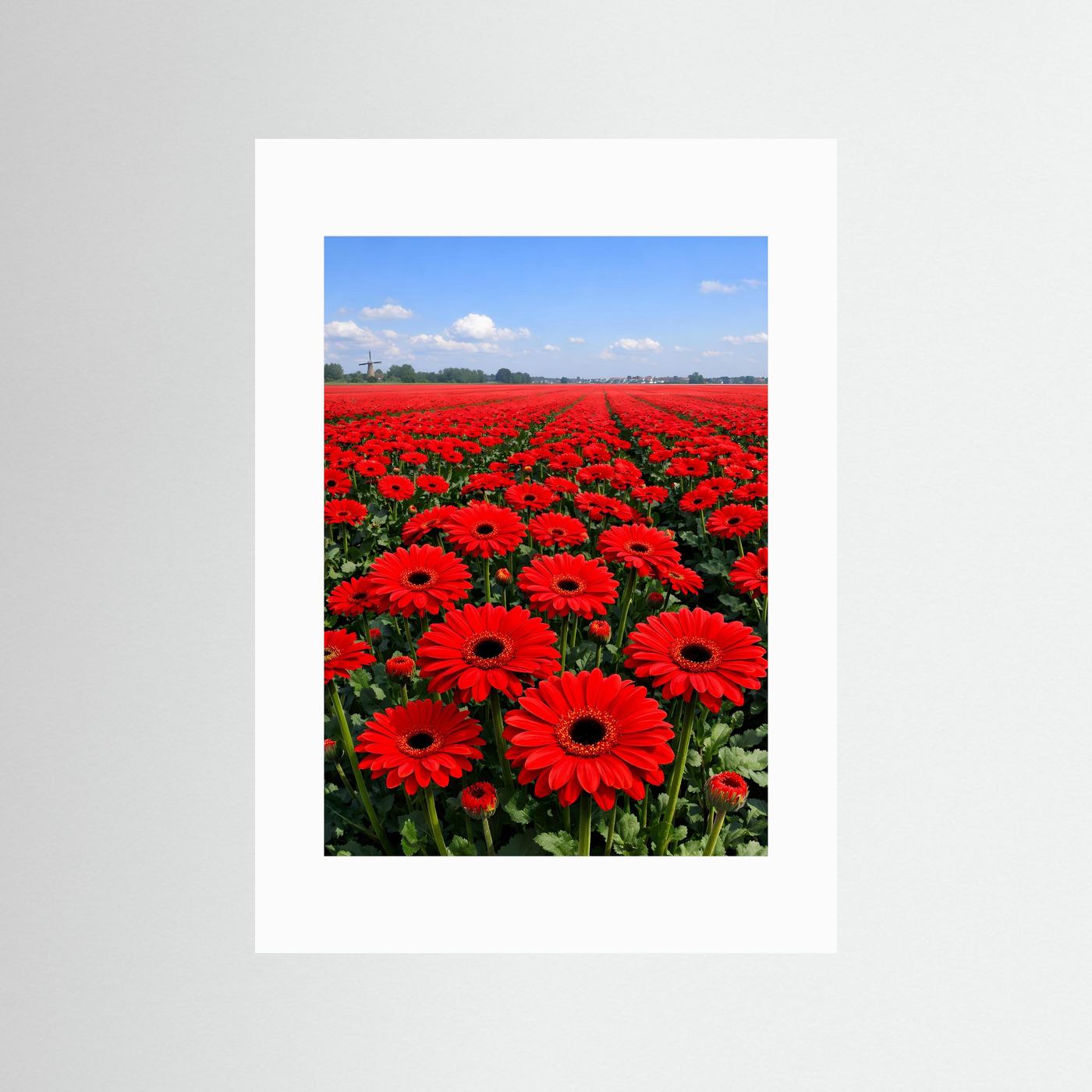 Hochformatiges Gerbera-Poster mit Passepartout, rotes Blütenfeld