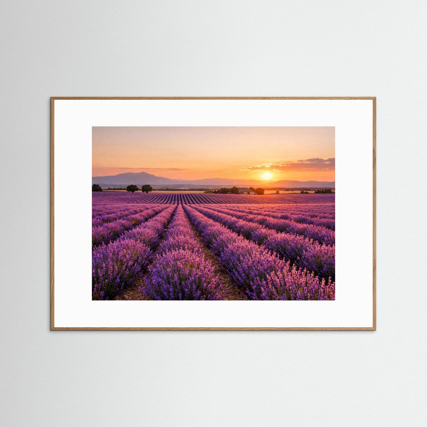 Blühendes Lavendelfeld im Sonnenuntergang | Panorama Provence & Natur Poster Querformat