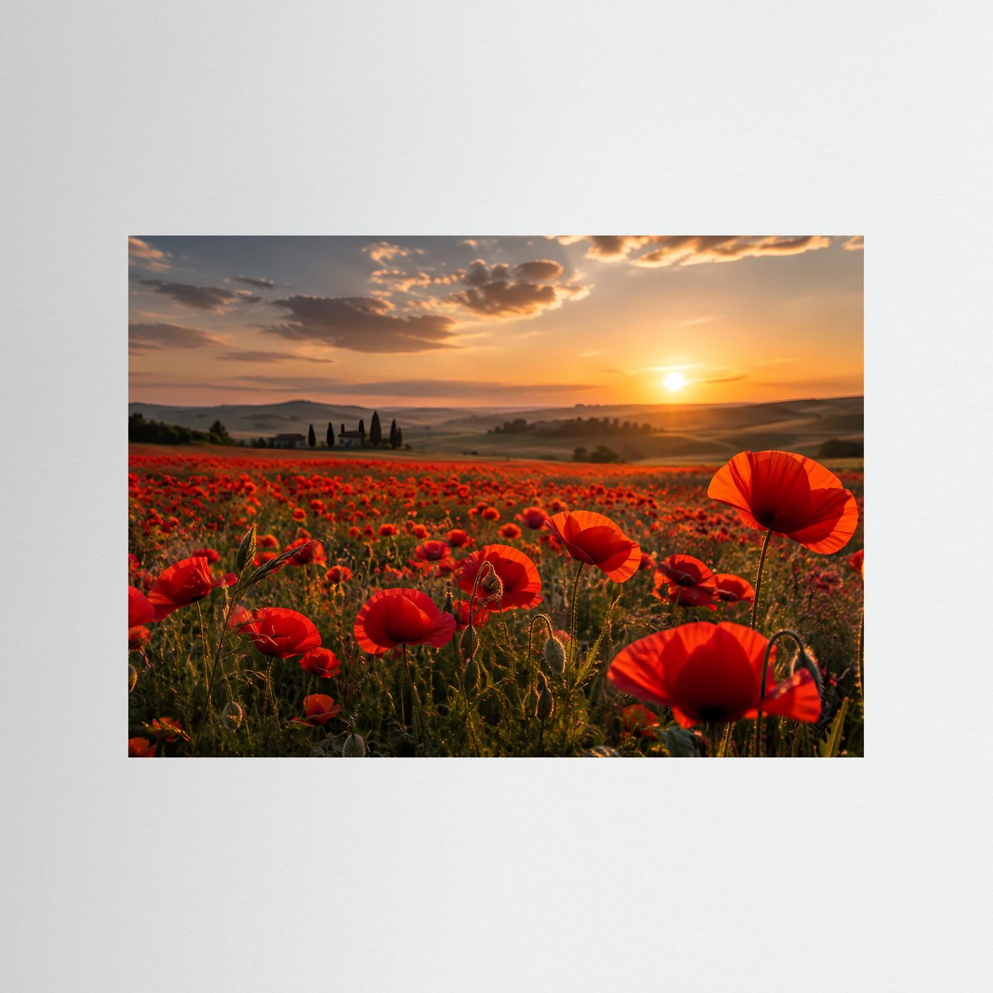 Rotes Mohnblumenfeld im Sonnenuntergang | Romantische Landschaft