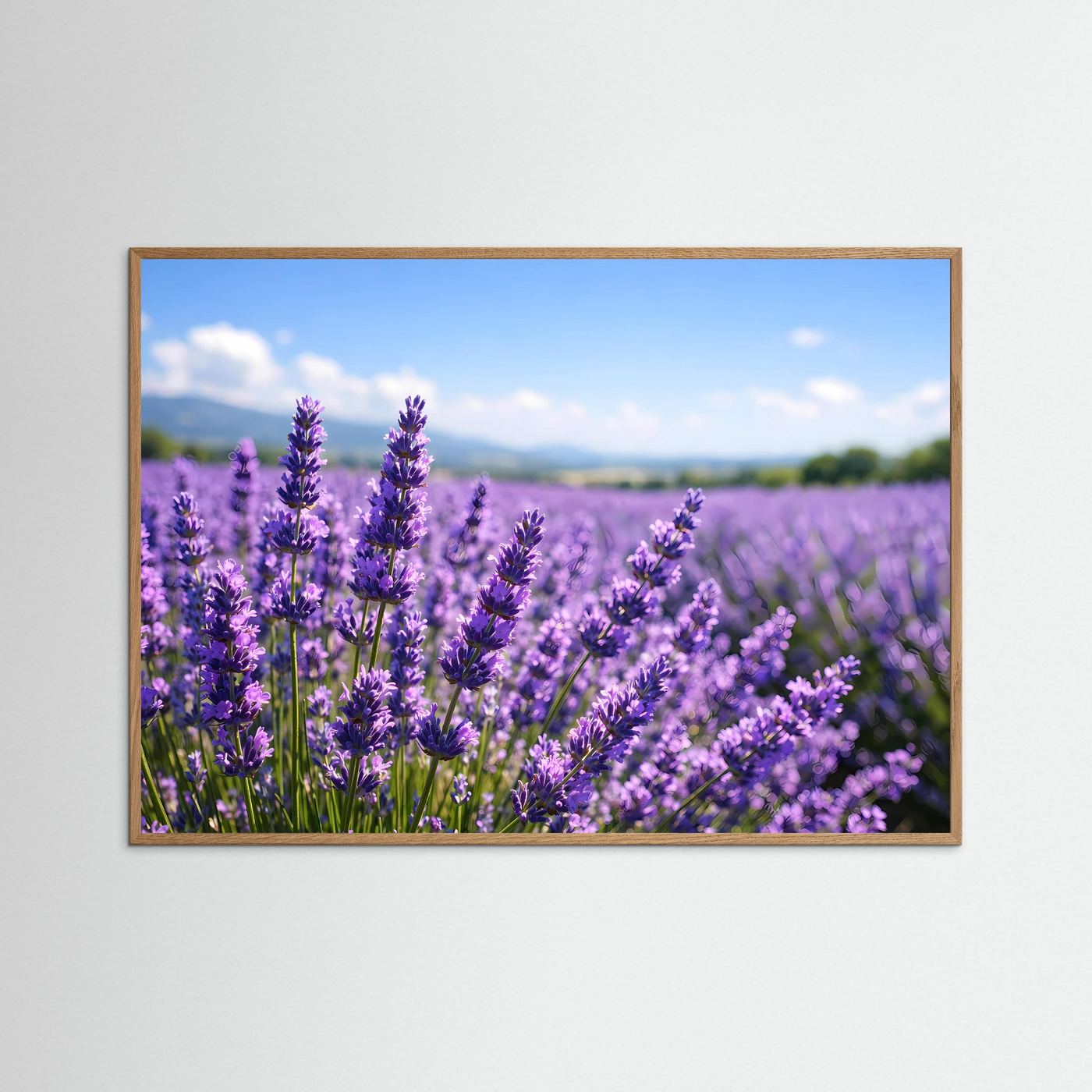 Sonniges Lavendelfeld in Blüte | Provence & Sommer Panorama Poster Querformat
