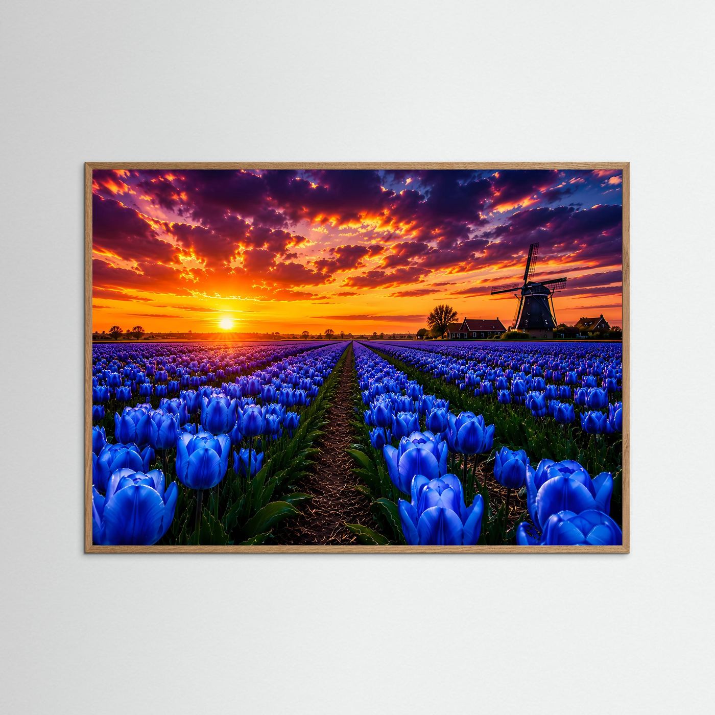 Blaue Tulpen bei Sonnenuntergang | Farbenprächtiges Tulpenfeld mit Windmühle