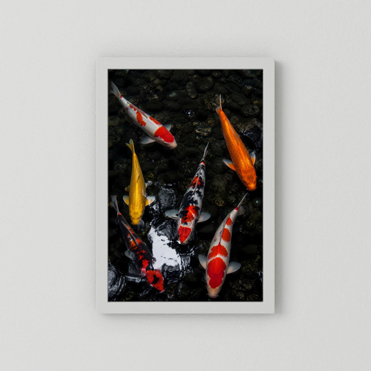 Poster mit Koi-Karpfen im dunklen Teich, ohne Rahmen, weißer Rand, hochformat