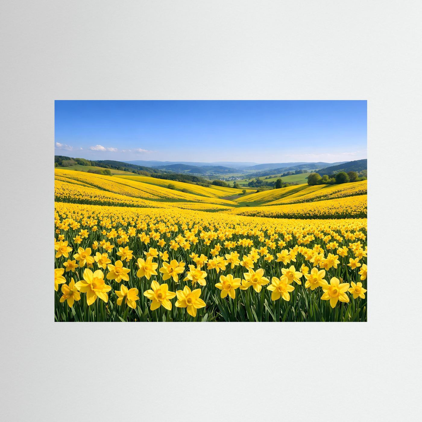 Poster Narzissenfeld im Frühlingserwachen | Majestätisches Gelbes Wandbild