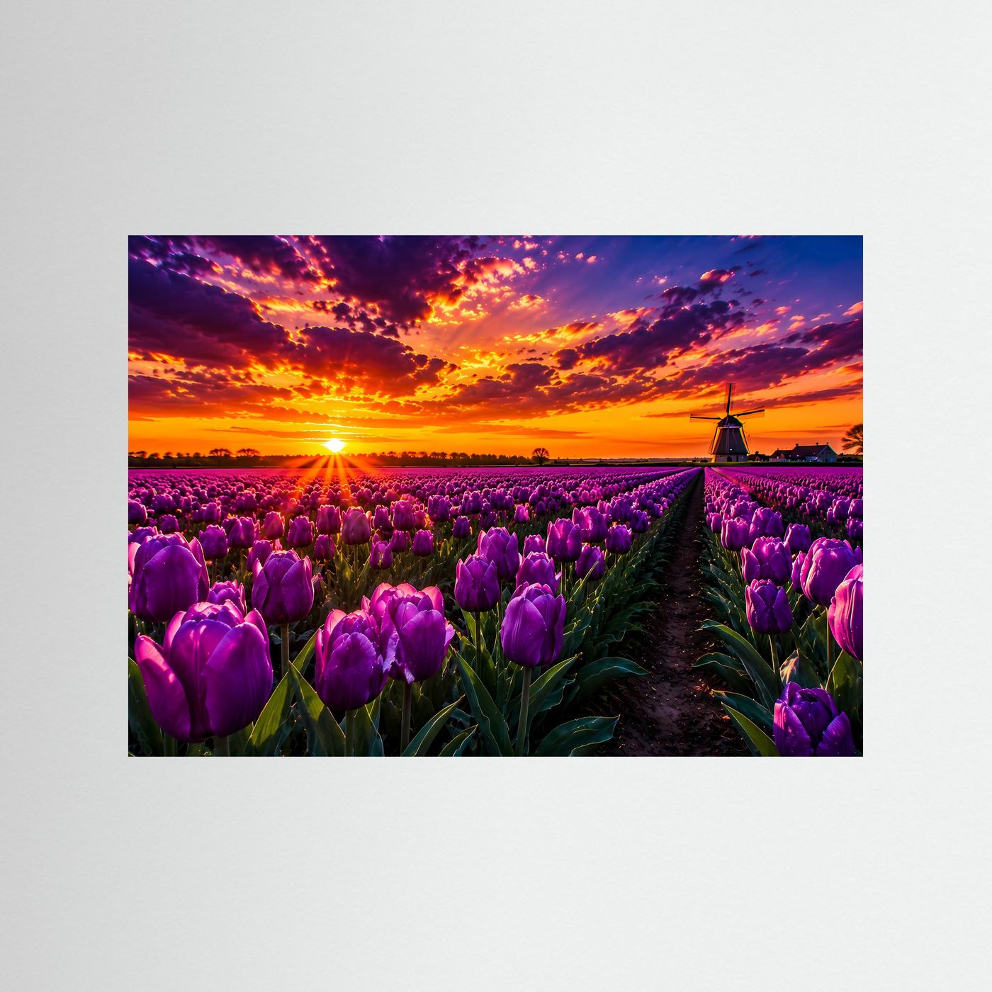 Lila Tulpenfeld Holland Poster Querformat | Windmühle & Sonnenuntergang