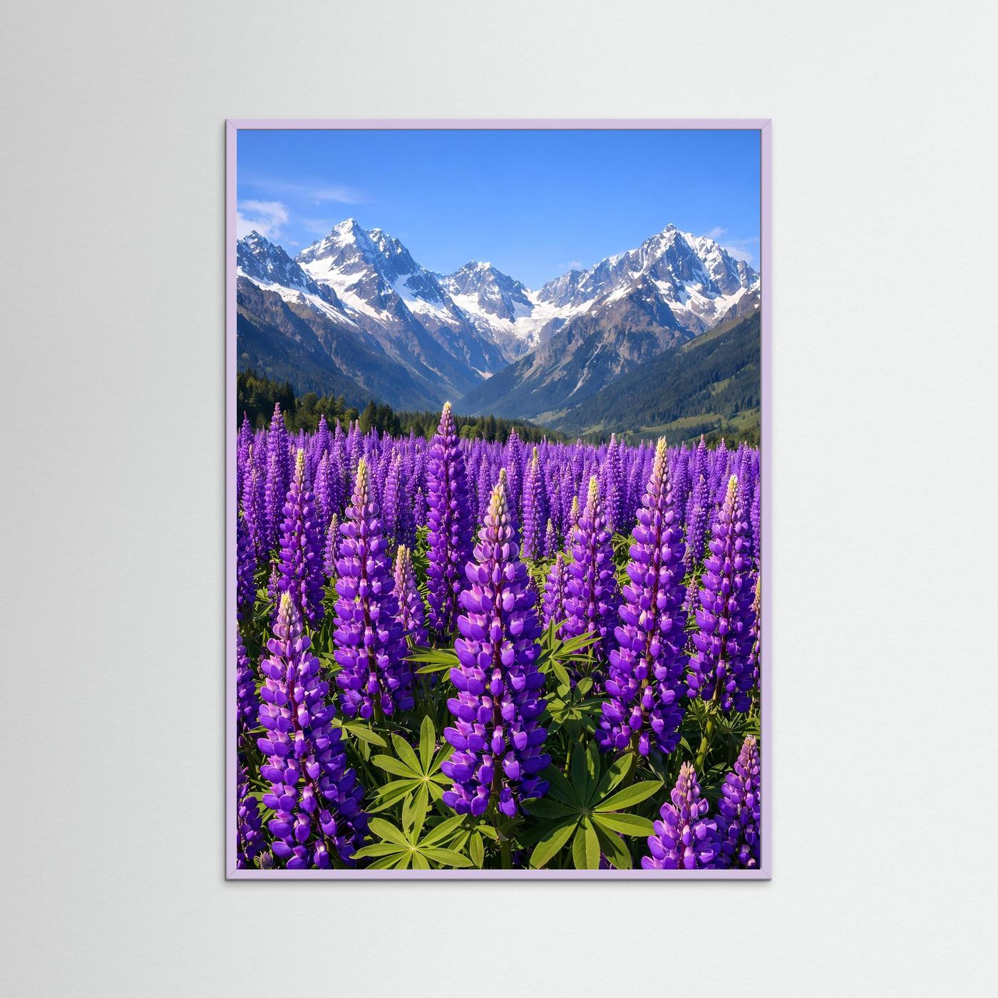Poster Lupinenfeld vor Bergkulisse | Lila Blumenwiese Wandbild