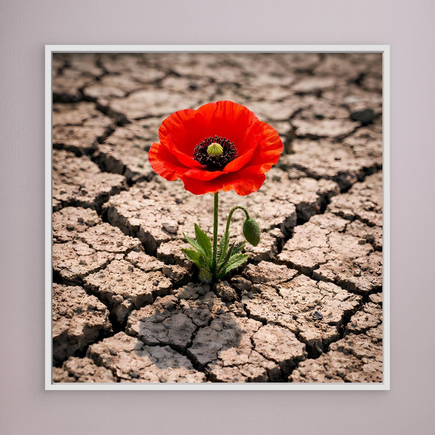 Leinwandbild mit roter Mohnblume auf rissigem, trockenem Boden im weißen Rahmen