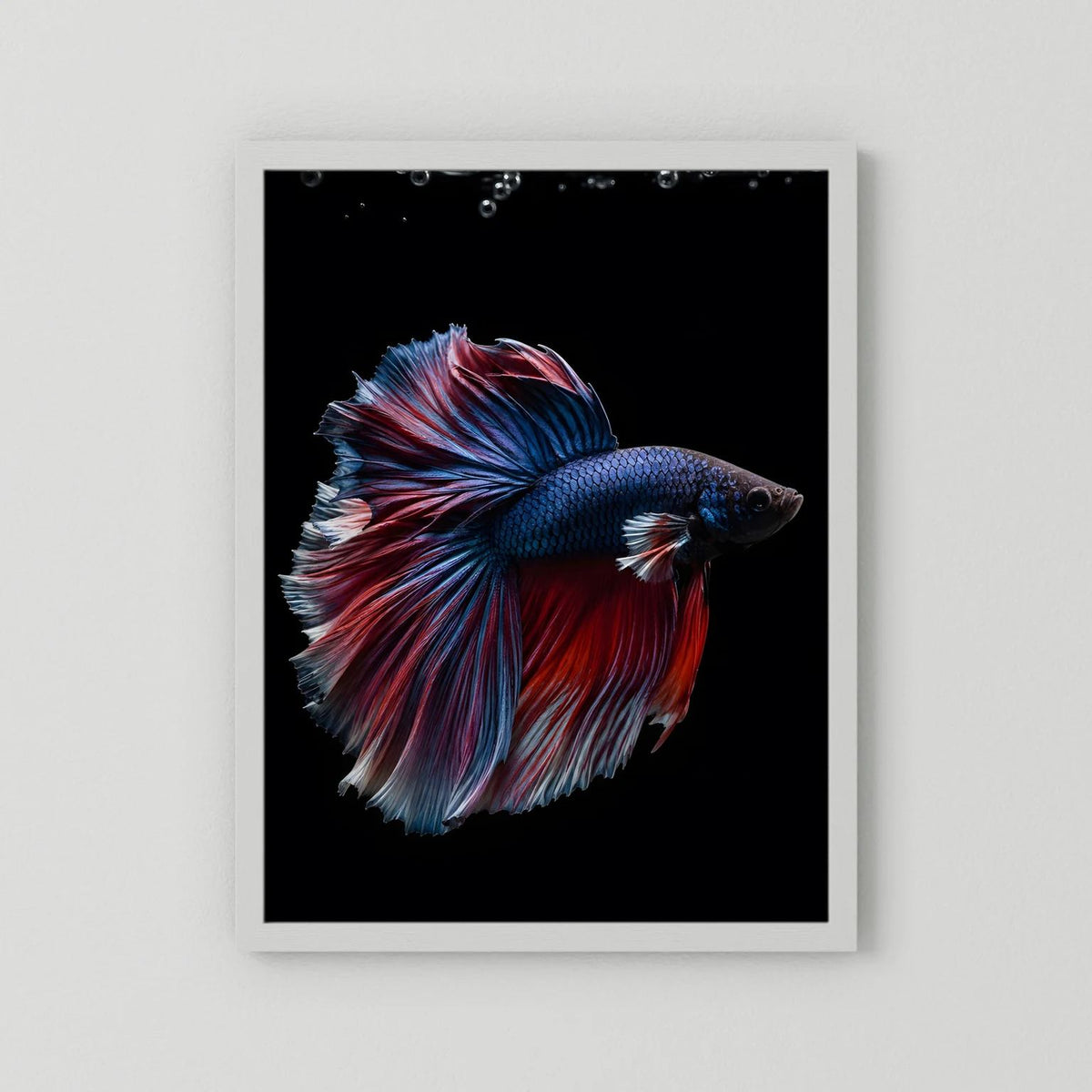 Poster mit blau-rotem Kampffisch im weißen Rahmen.