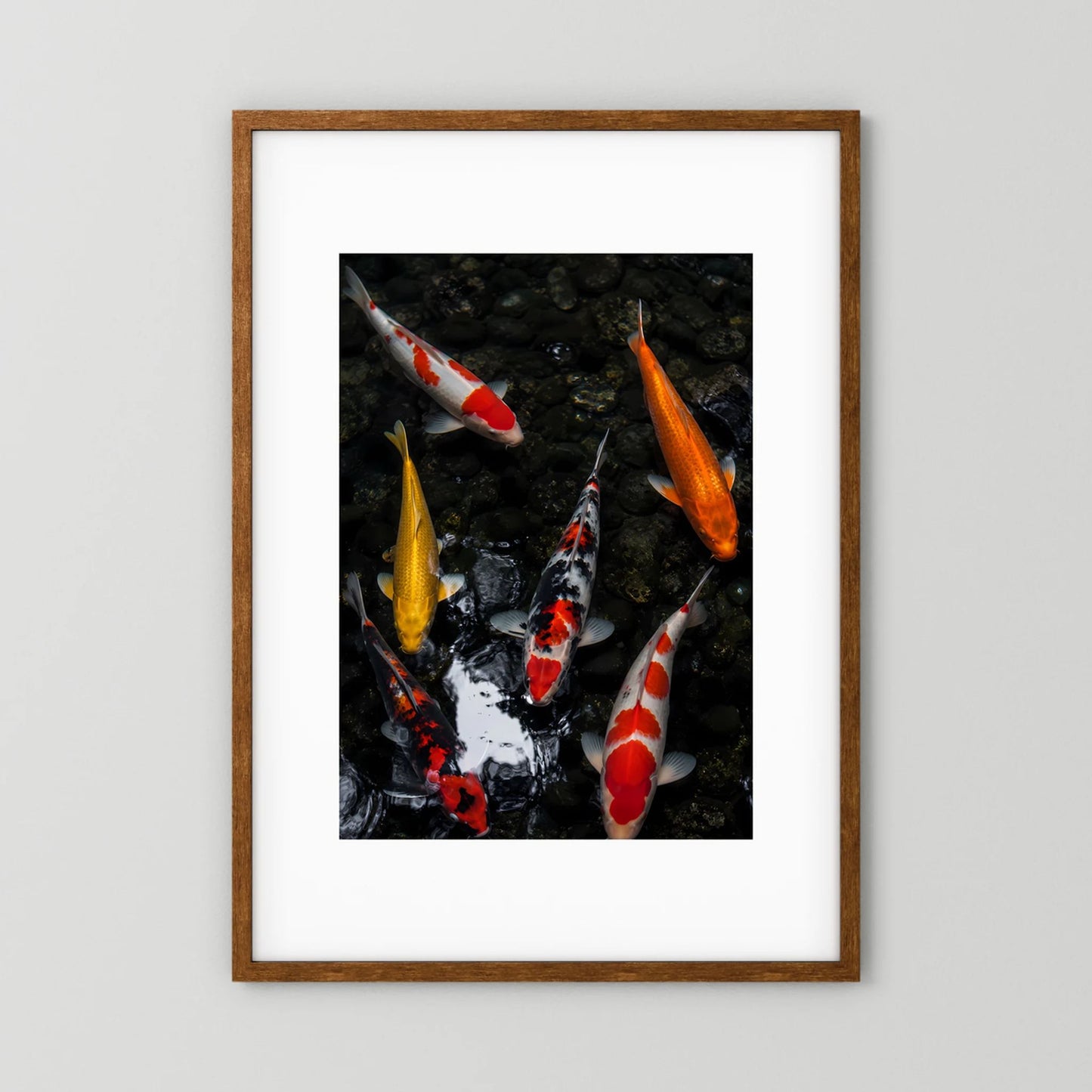 Poster mit Koi-Karpfen im dunklen Teich, gerahmt, weißer Rand, hochformat