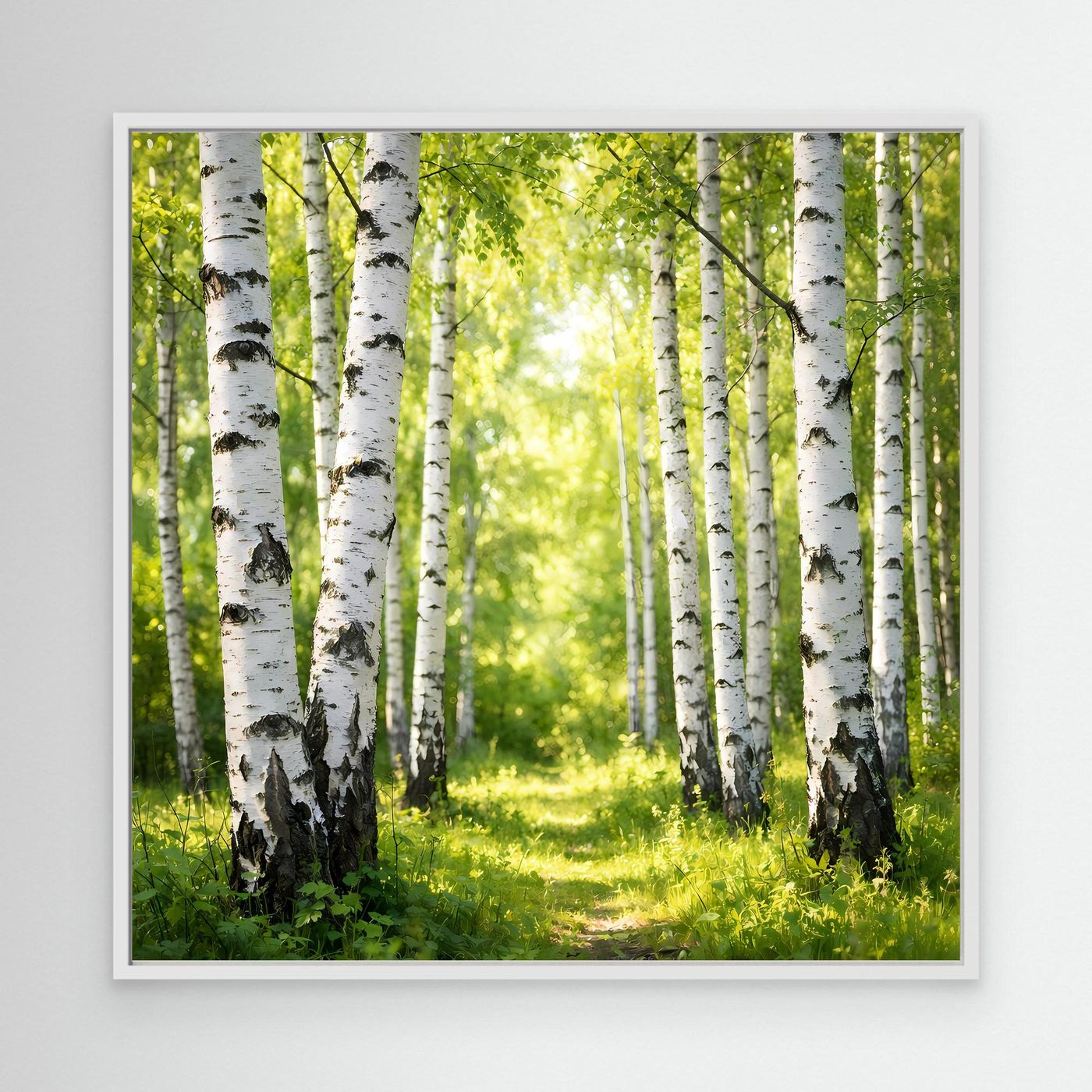Leinwandbild Birkenwald im Sonnenlicht mit grüner Lichtung, weißer Rahmen