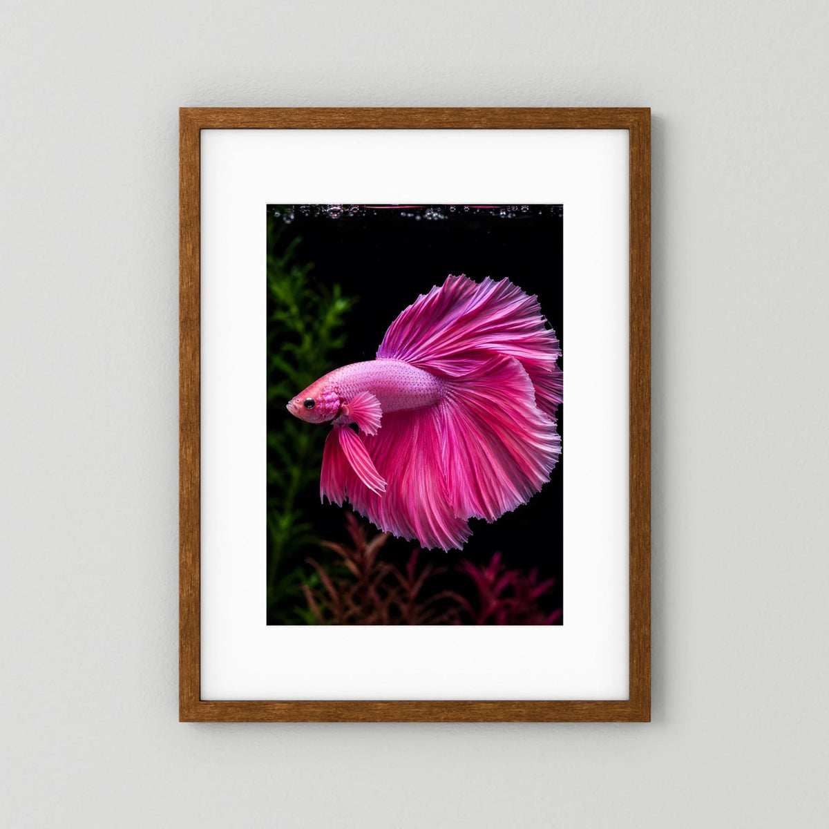 Tierposter mit pinkem Kampffisch im Hochformat, brauner Holzrahmen