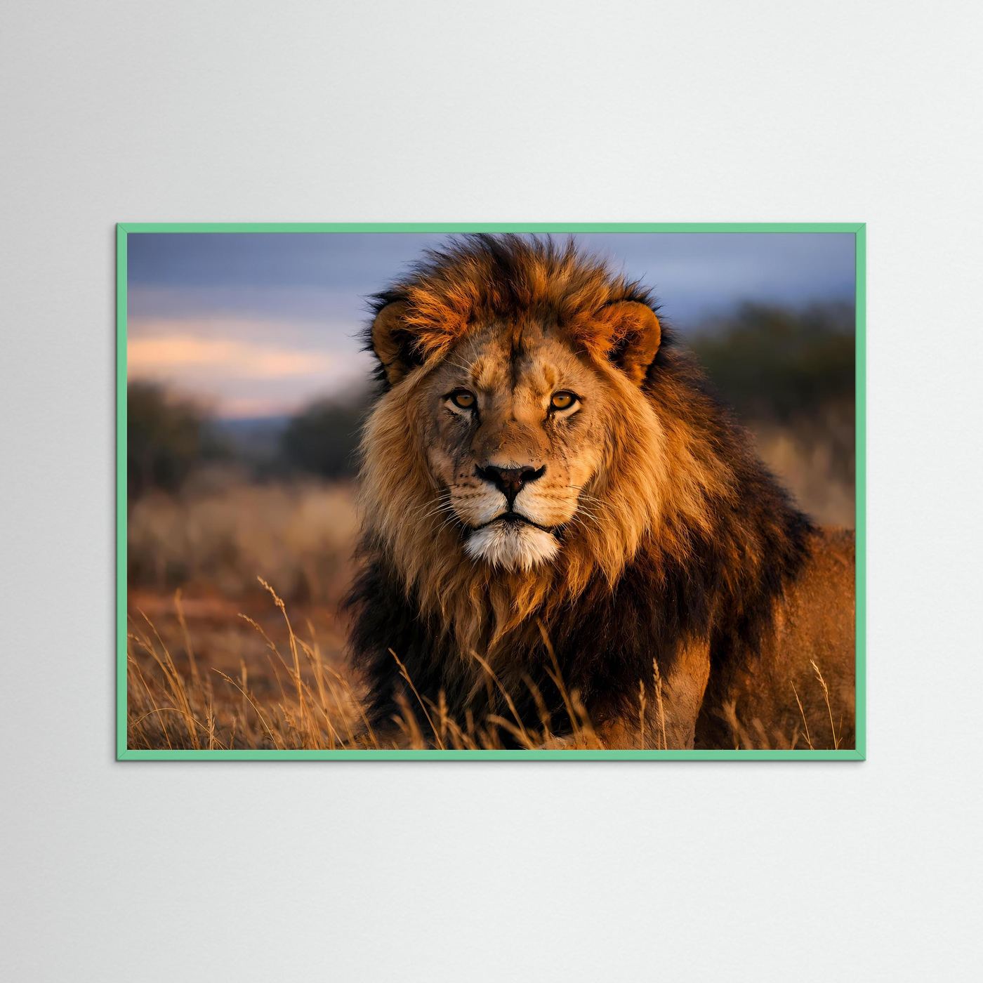 Löwen-Panorama-Poster mit grünem Rahmen, zottiger brauner Löwe im Gras