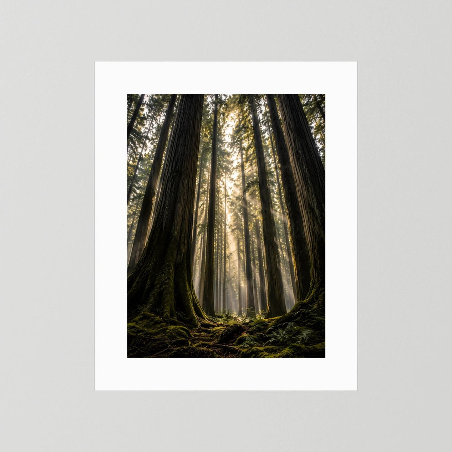 Poster im Hochformat mit weißem Rand: Redwood-Wald zwischen hohen Bäumen