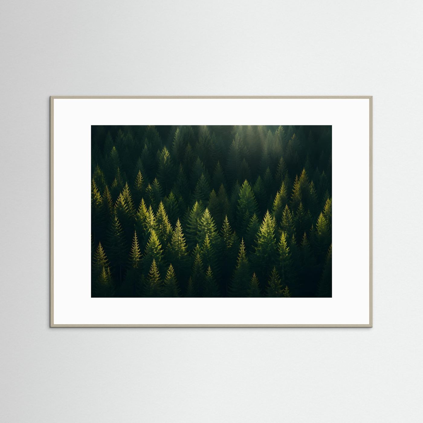 Mystischer Nadelwald im Sonnenlicht | Panorama Wald & Natur Poster Querformat