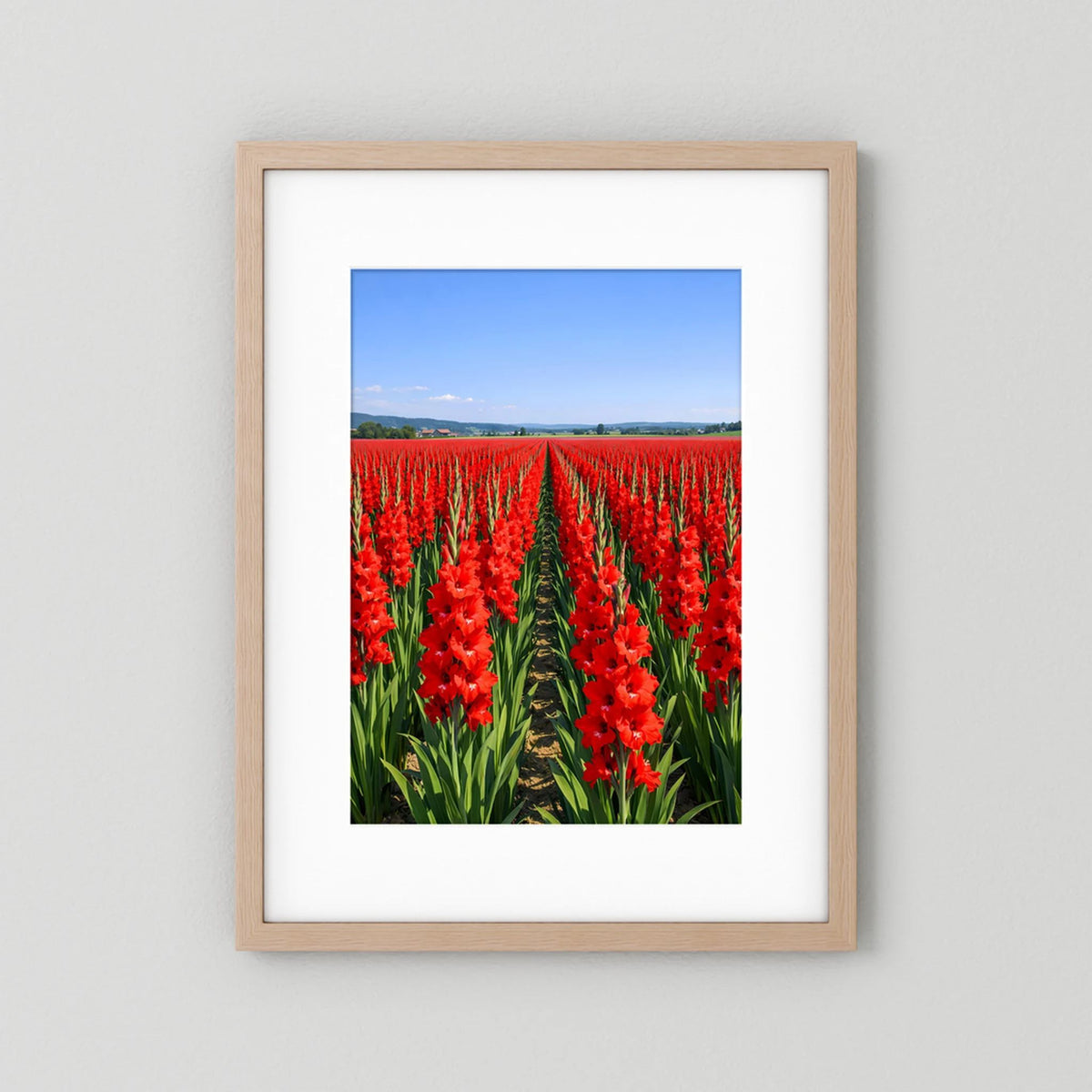 Wandbild mit rotem Gladiolenfeld im hellen Holzrahmen