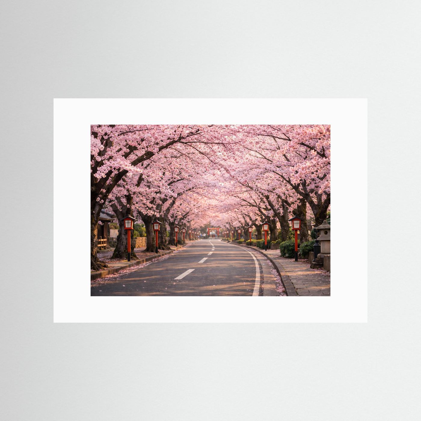 Poster mit Kirschblütenallee im Frühling, Weiß-Passepartout, Querformat