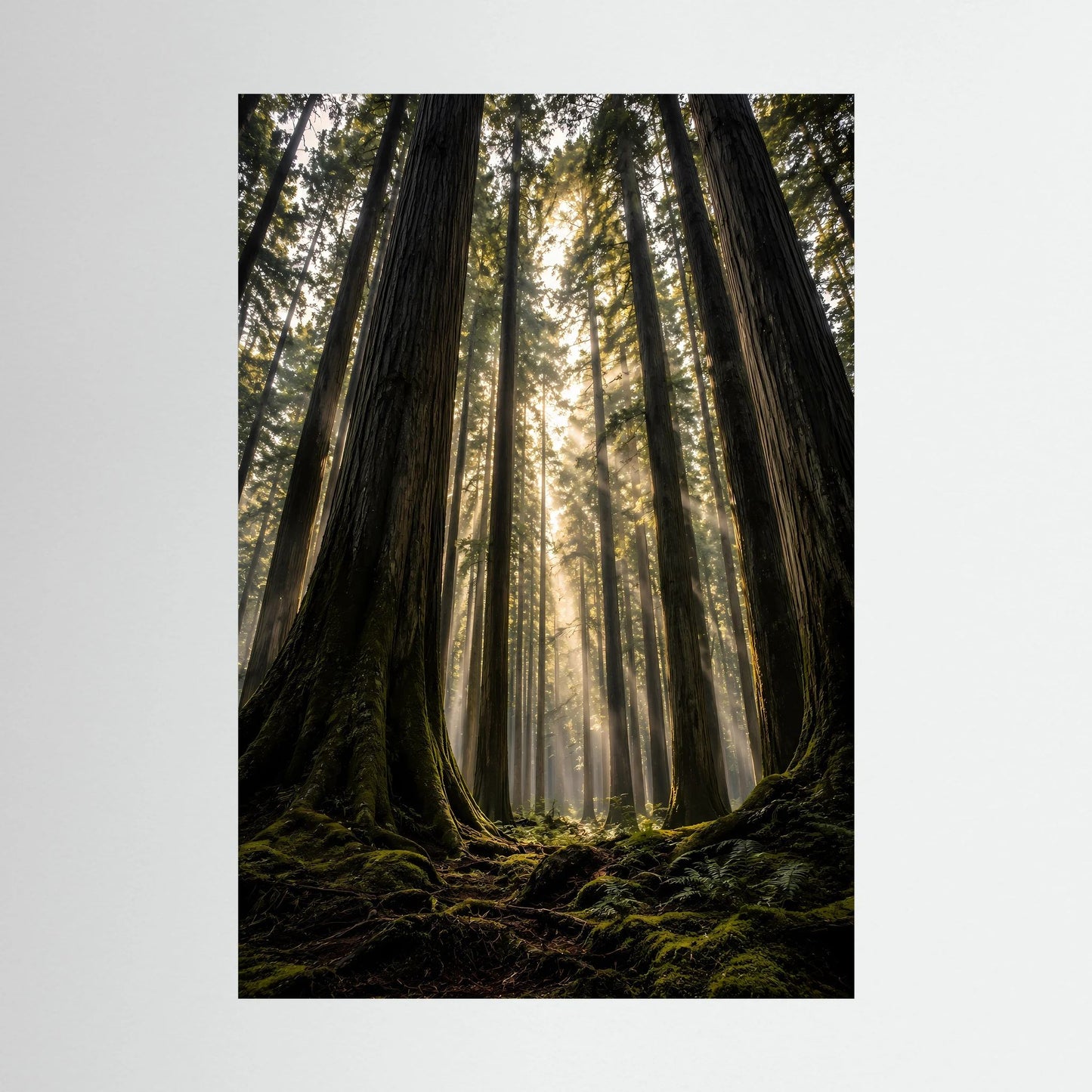 Hochformatiges Poster mit Redwood-Wald und Sonnenstrahlen zwischen Baumriesen