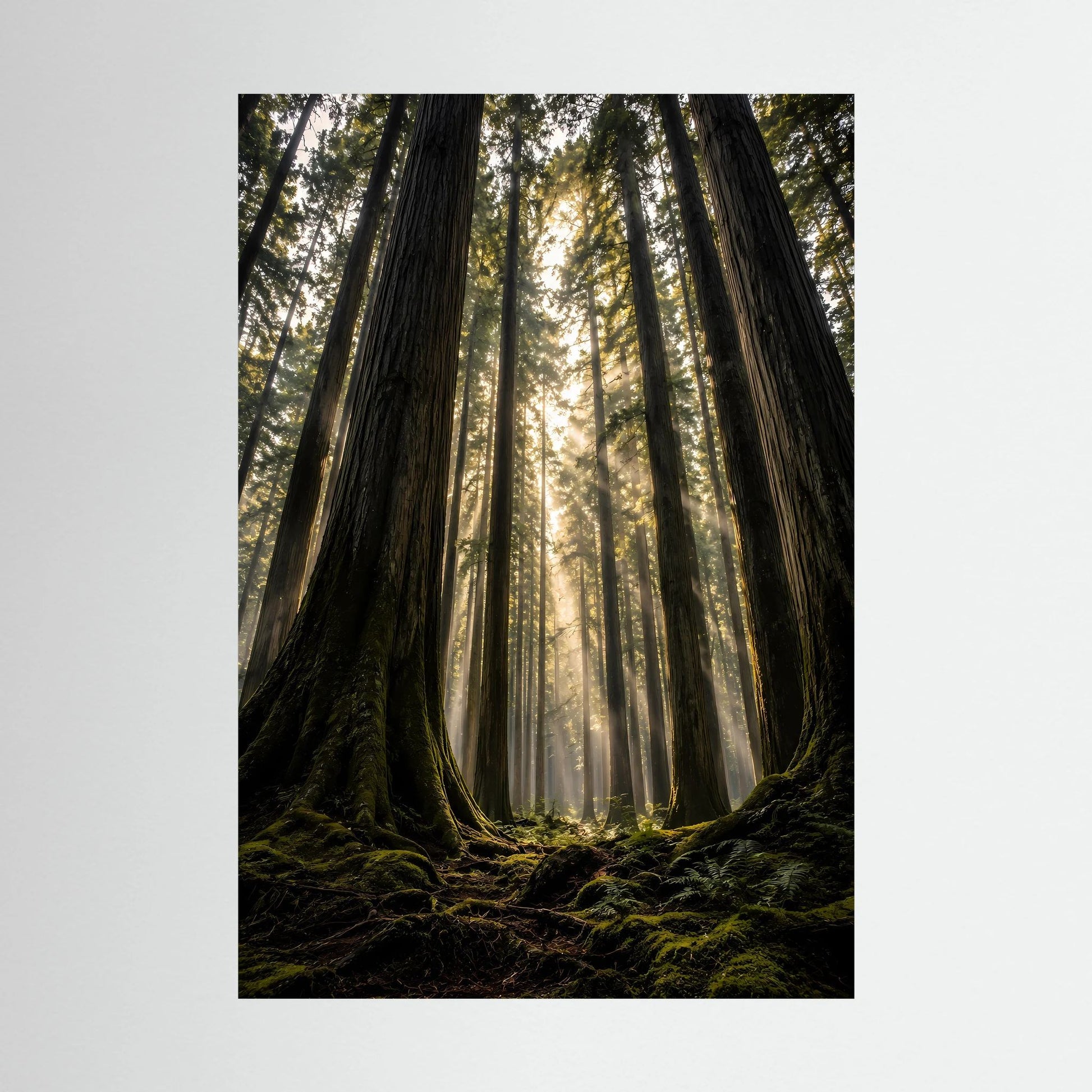 Hochformatiges Poster mit Redwood-Wald und Sonnenstrahlen zwischen Baumriesen