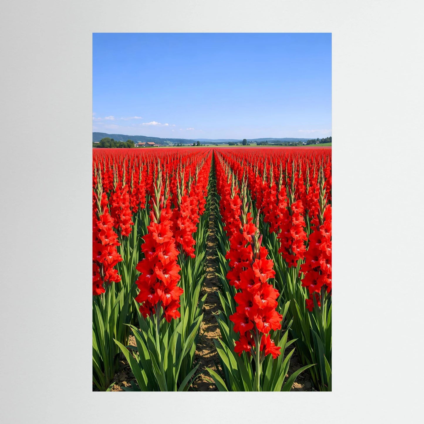 Wandbild mit roten Gladiolen in einem Feld, grüne Blätter und blauer Himmel im Hintergrund