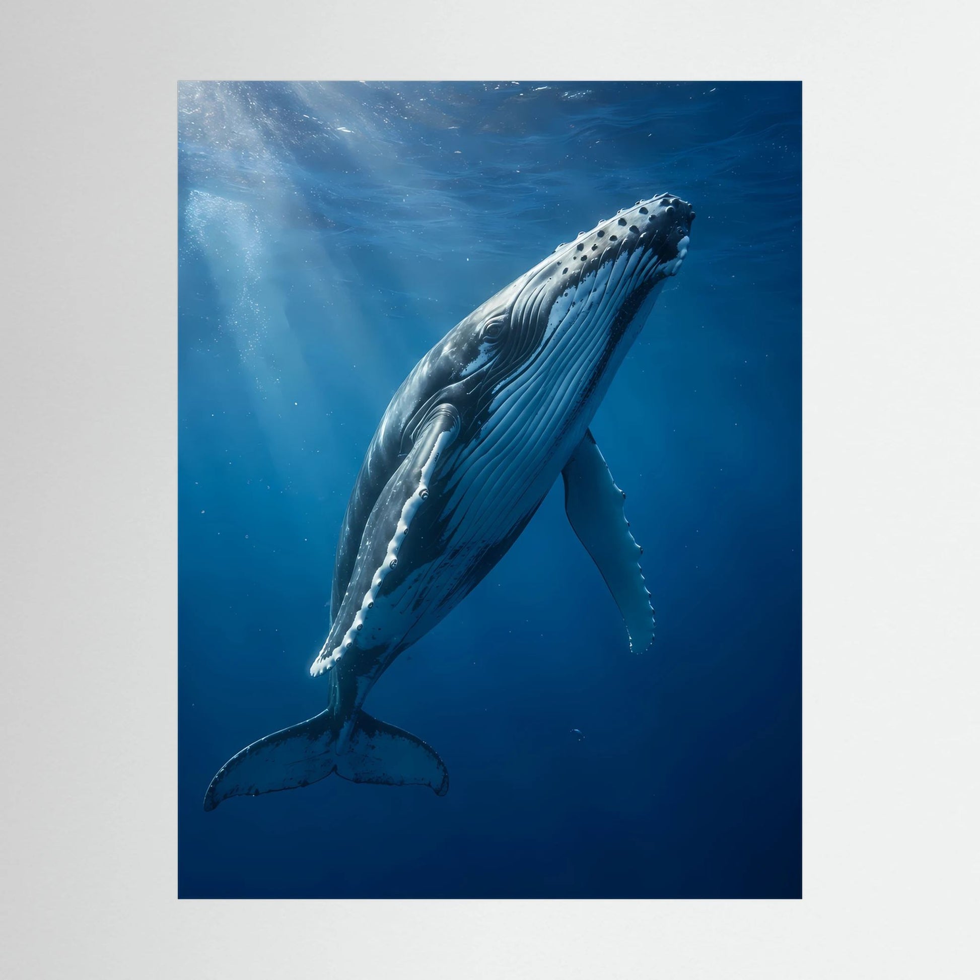 Hochformatiges Poster als Nahaufnahme: Buckelwal unter Wasser, blau-graue Details