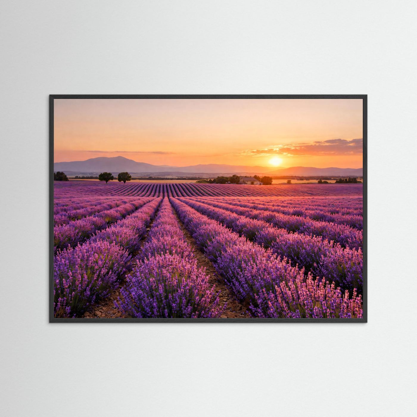 Lavendelfeld-Poster im Querformat mit schwarzem Rahmen, Abendsonne über Lila Feldern
