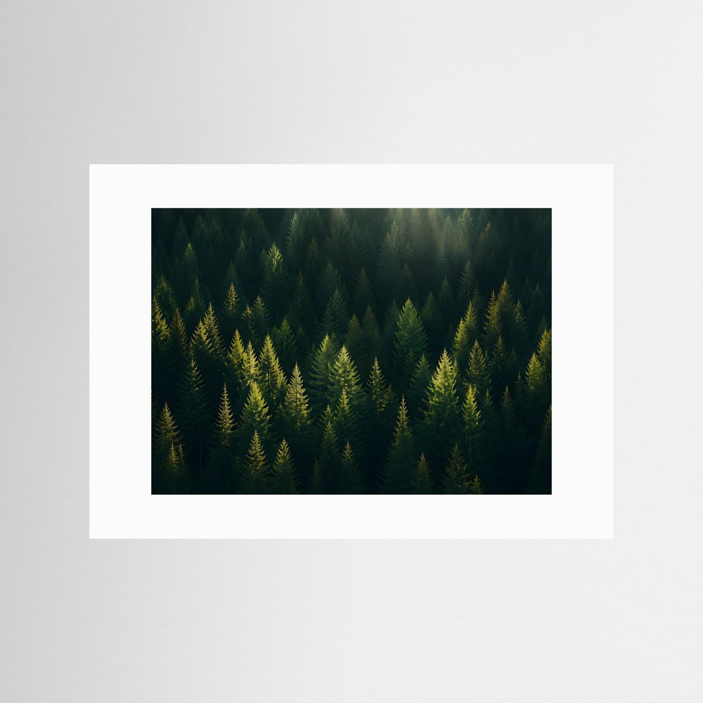 Mystischer Nadelwald im Sonnenlicht | Panorama Wald & Natur Poster Querformat