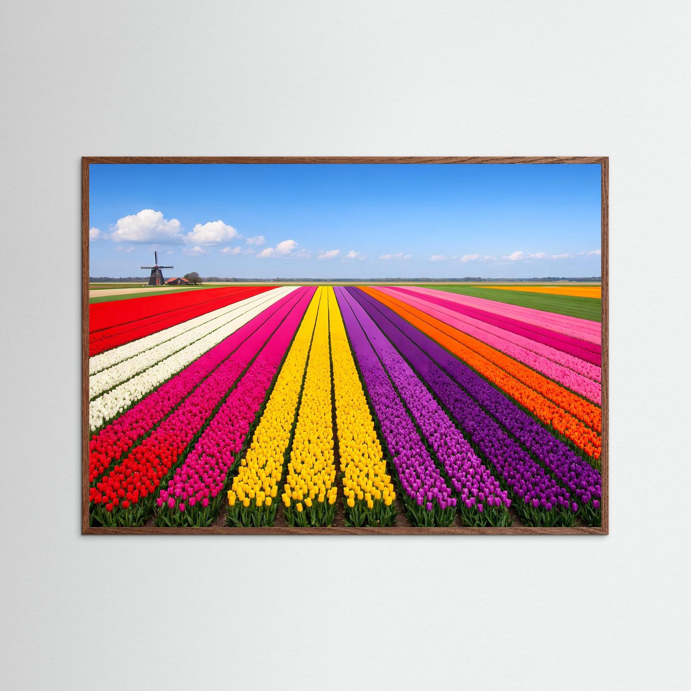 Panorama-Tulpenfeld-Poster Querformat mit farbigen Blütenreihen und Windmühle, brauner Holzrahmen
