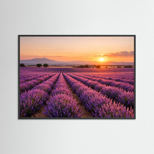 Blühendes Lavendelfeld im Sonnenuntergang | Panorama Provence & Natur Poster Querformat