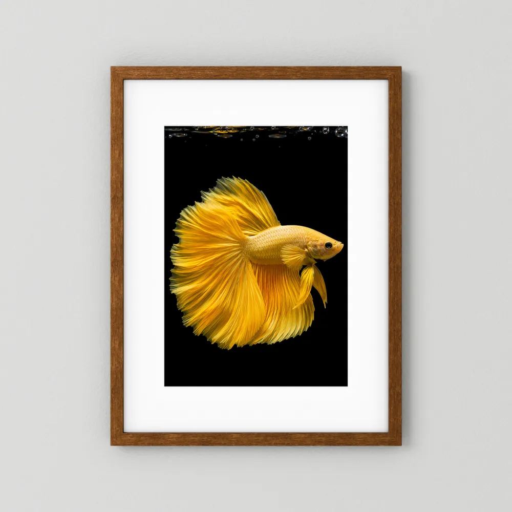 Kunstposter mit goldenem Kampffisch und gelben Flossen im braunen Holzrahmen