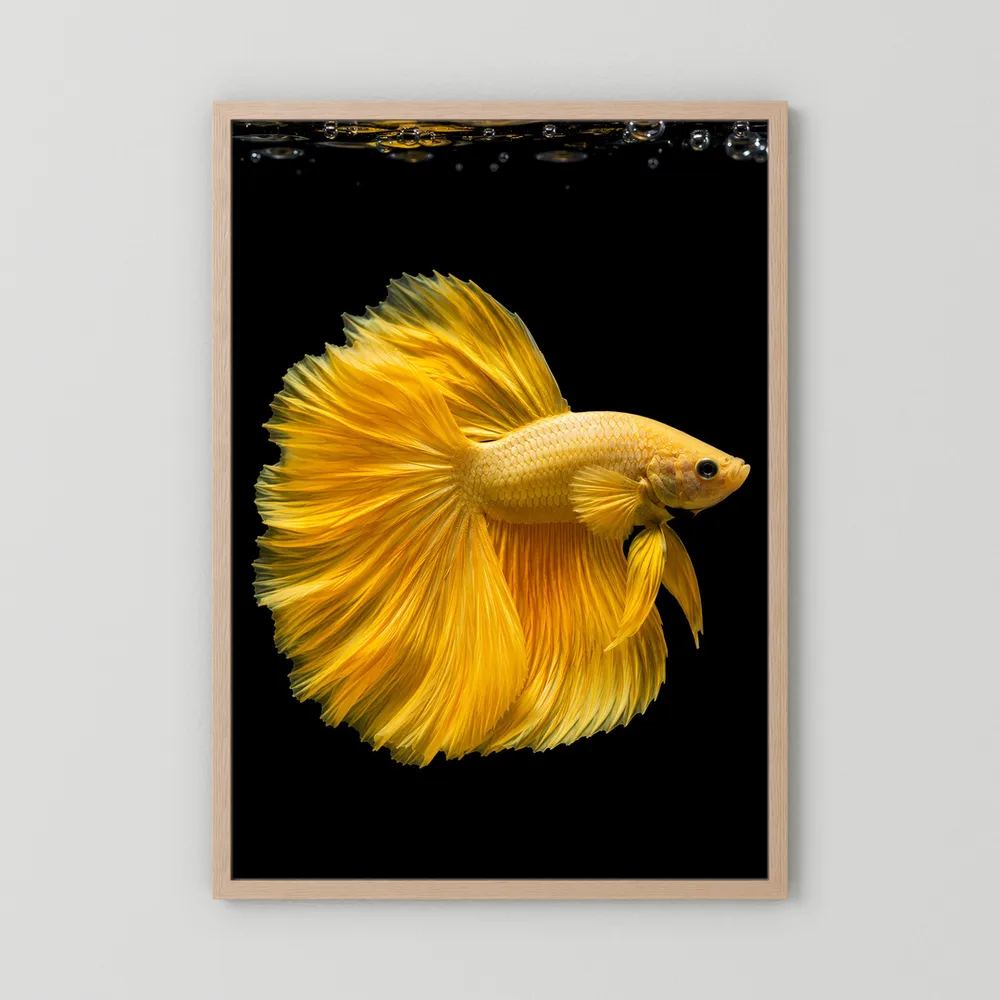 Kunstposter mit goldenem Kampffisch und gelben Flossen im naturfarbenen Holzrahmen