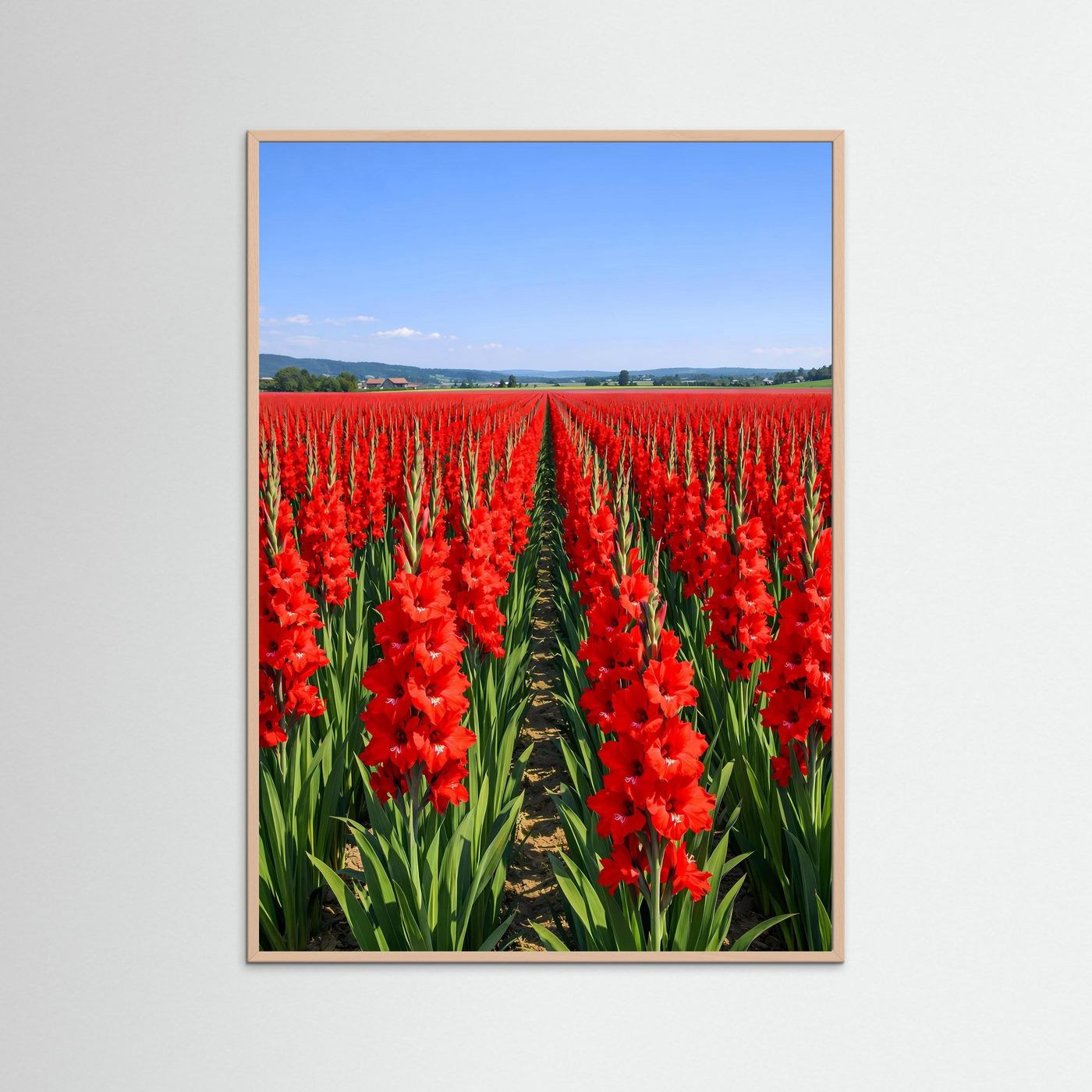 Poster mit rotem Gladiolenfeld im hellbraunen Holzrahmen