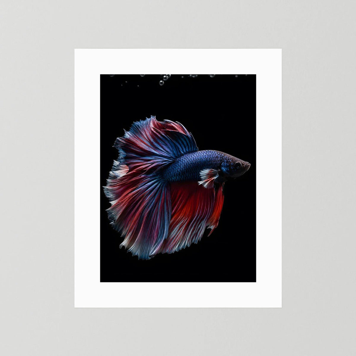 Hochformat-Poster mit Kampffisch in Blau und Rot, ohne sichtbaren Rahmen